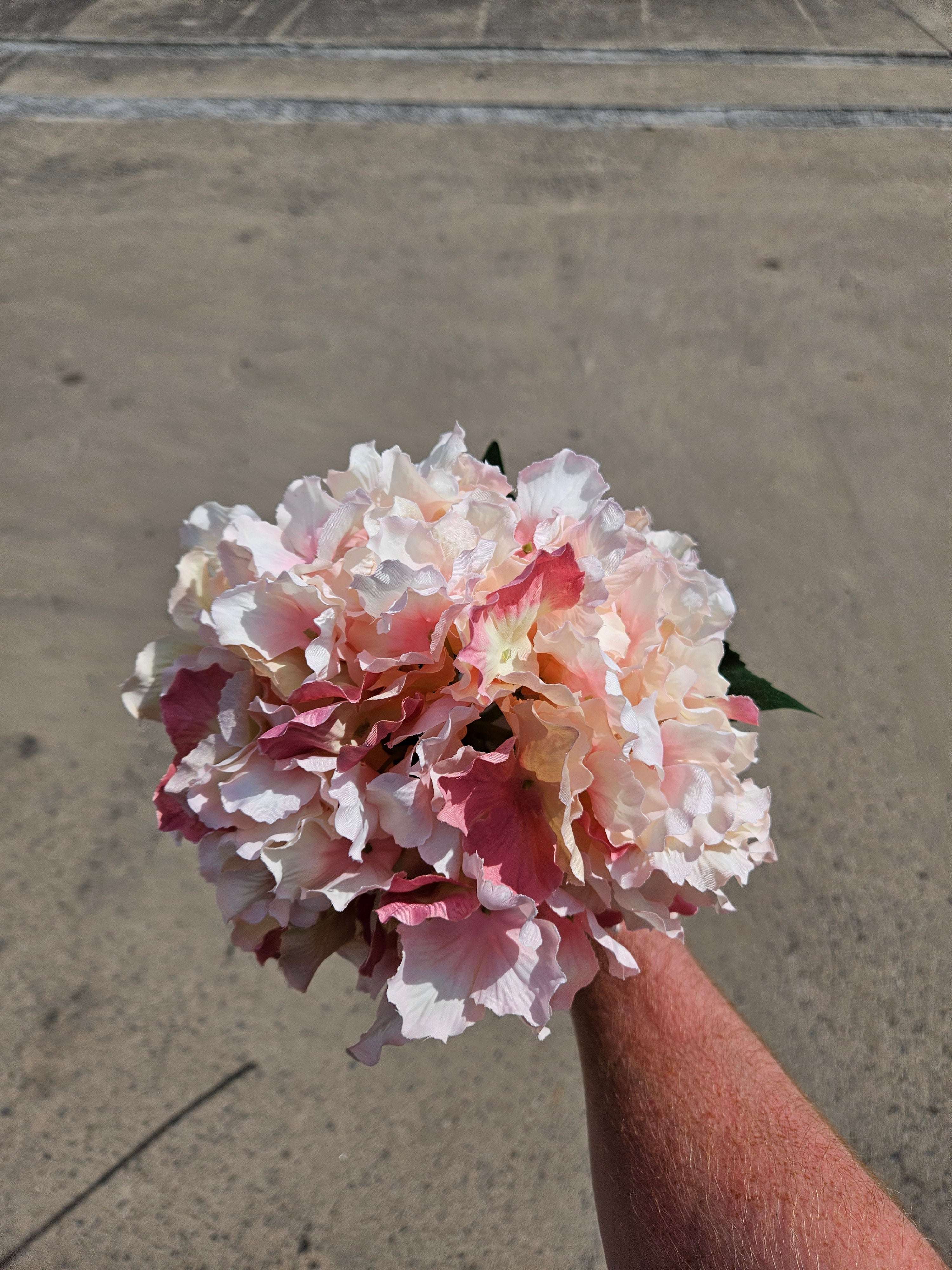 Long Stem Baby Pink Hydrangea