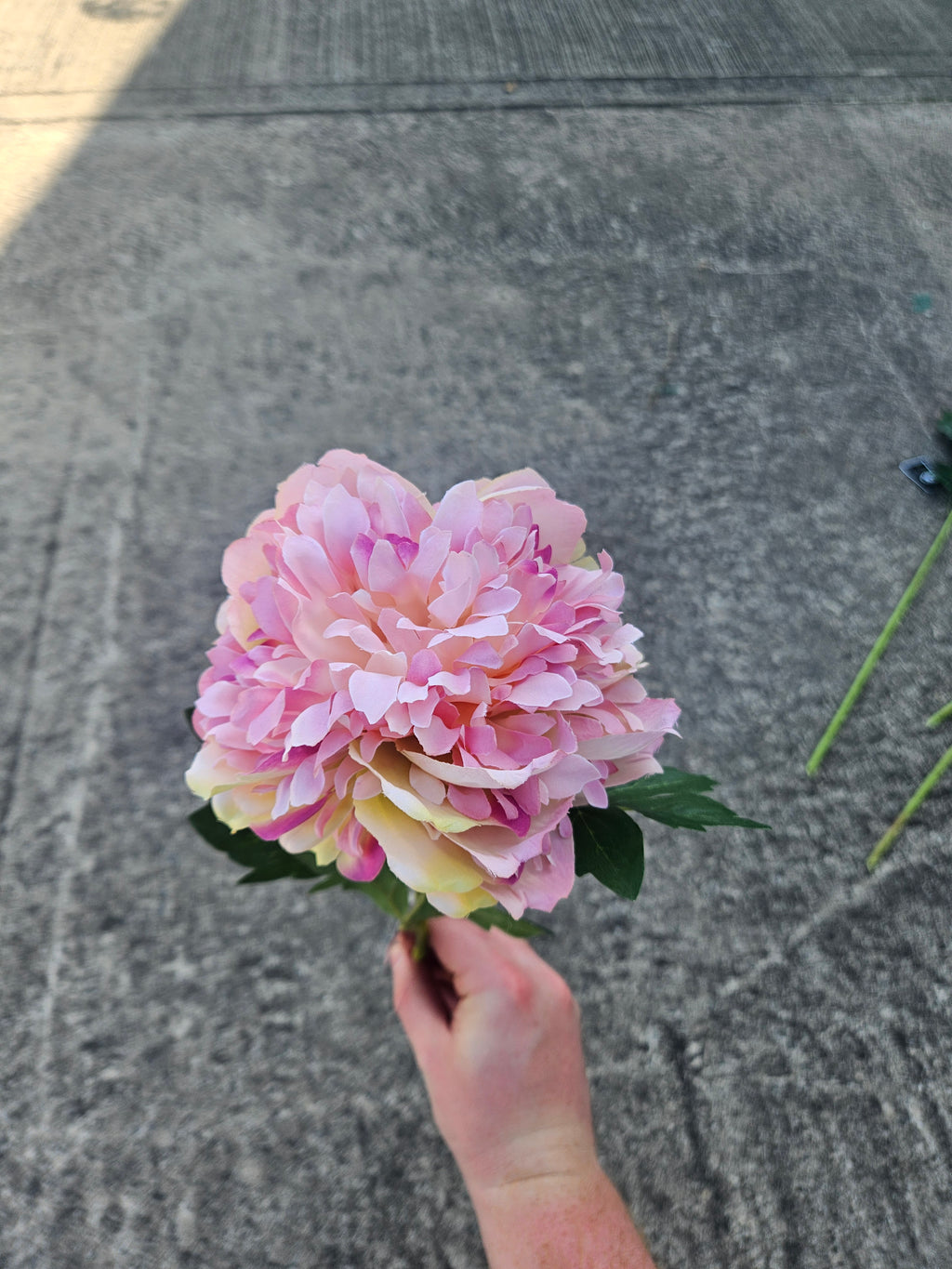 Light Pink Peony