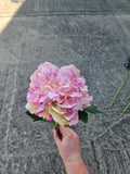 Light Pink Peony
