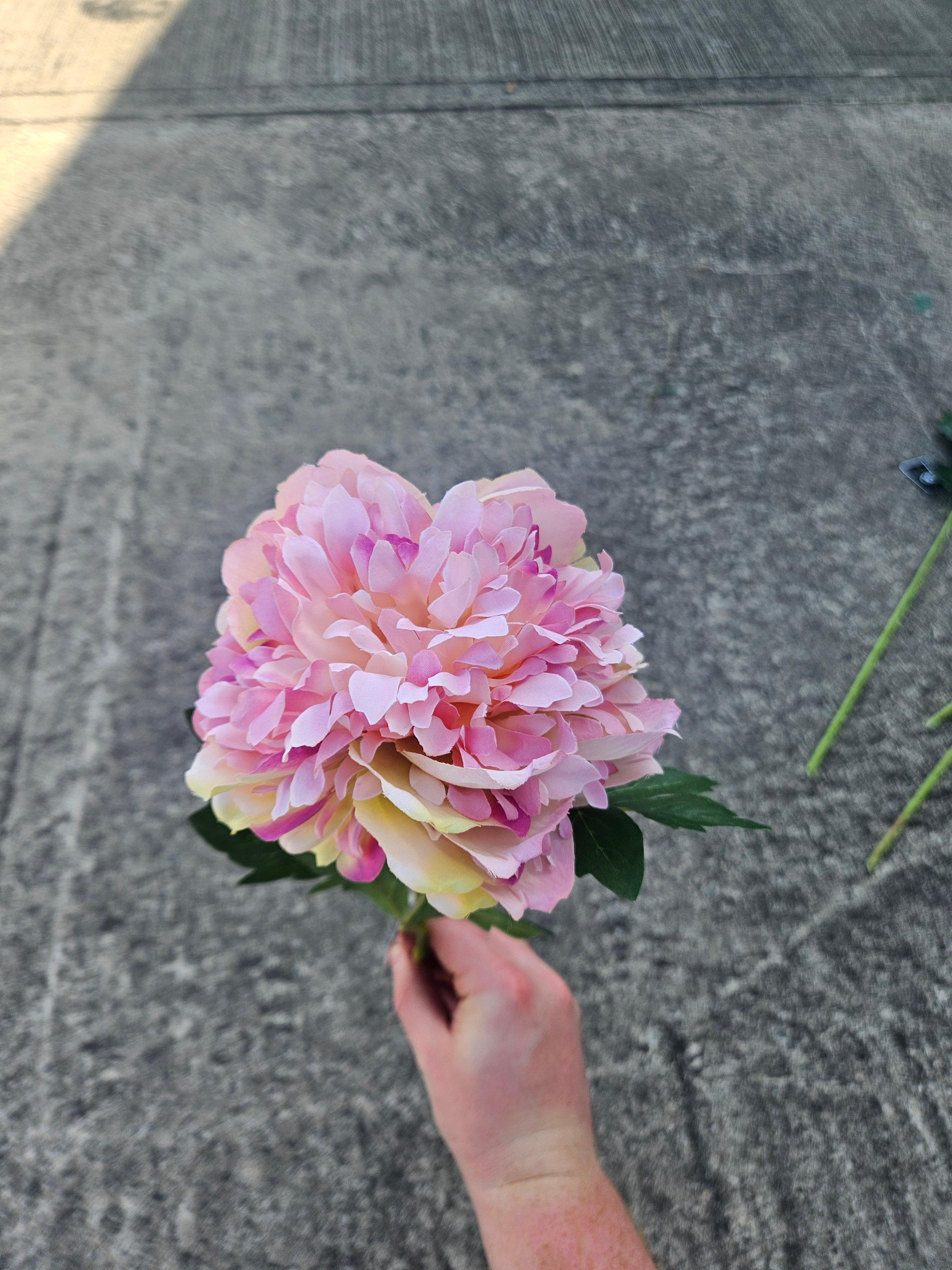 Light Pink Peony
