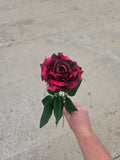 Thin Stem Burgundy Rose