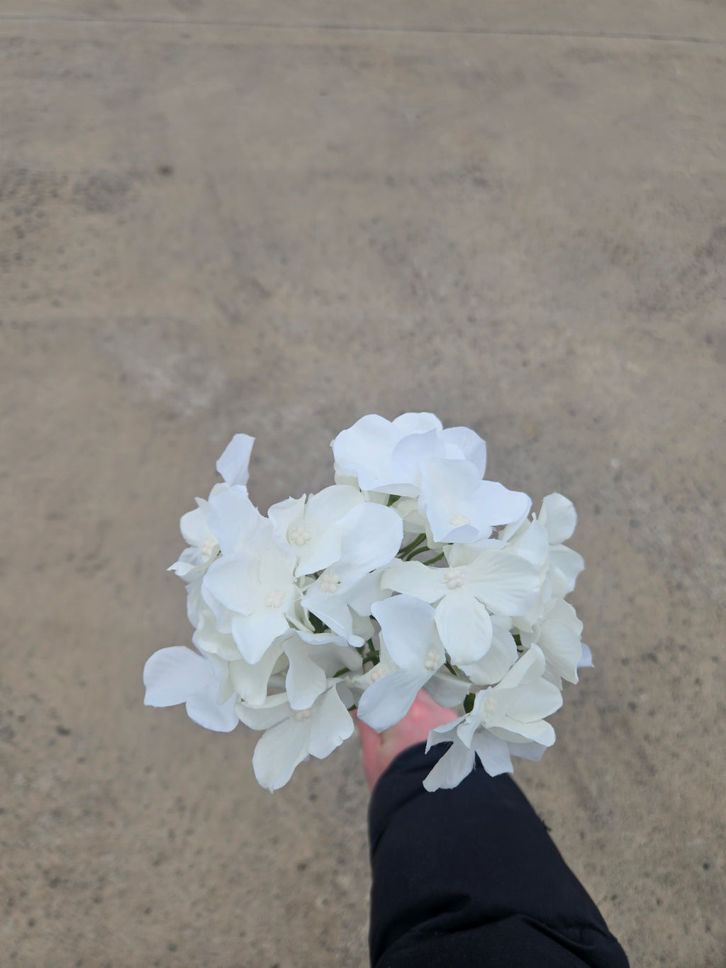 36 Thin Stem Ivory Hydrangea (£10 Saving)