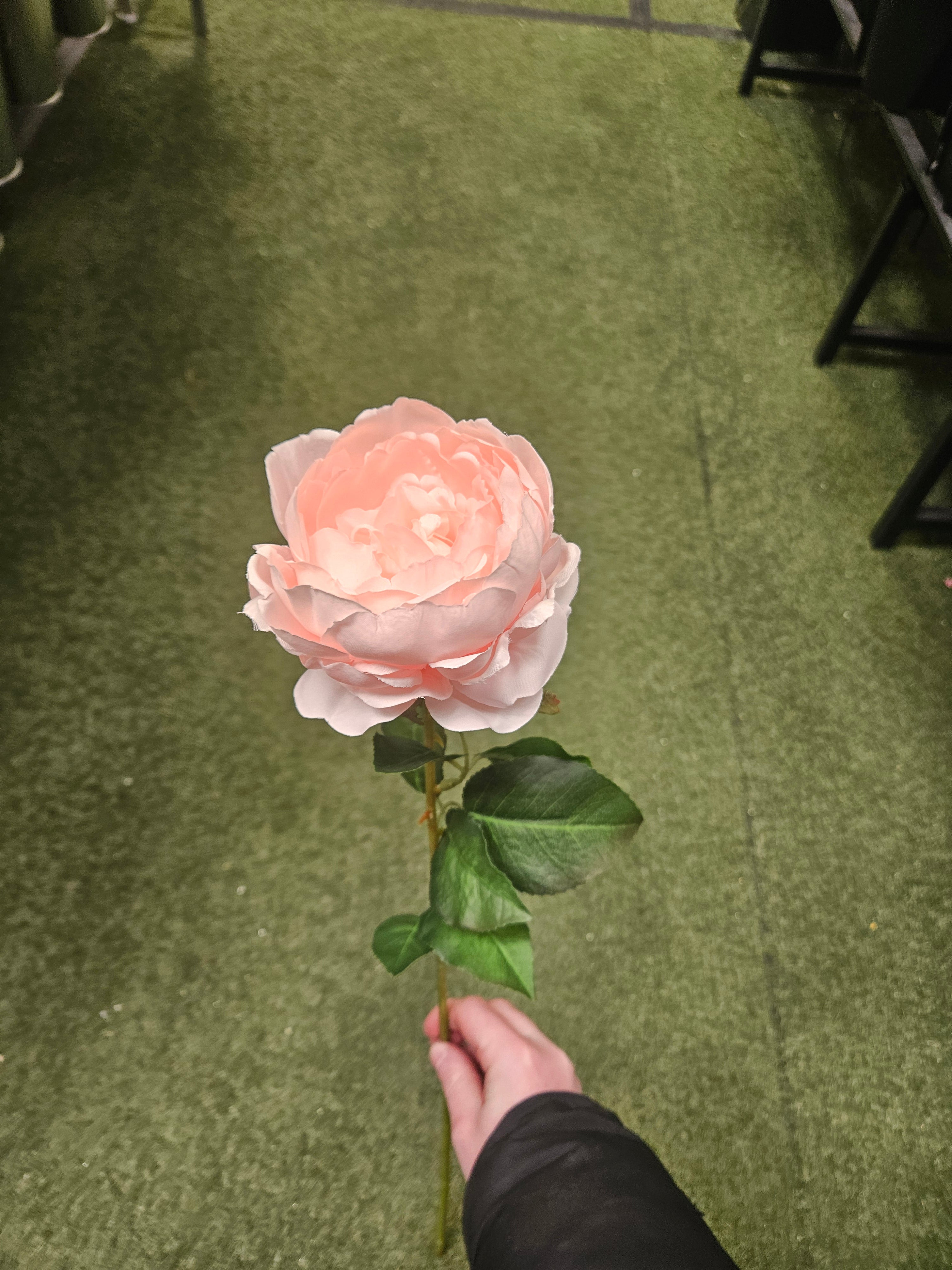 10x Pink Peonies