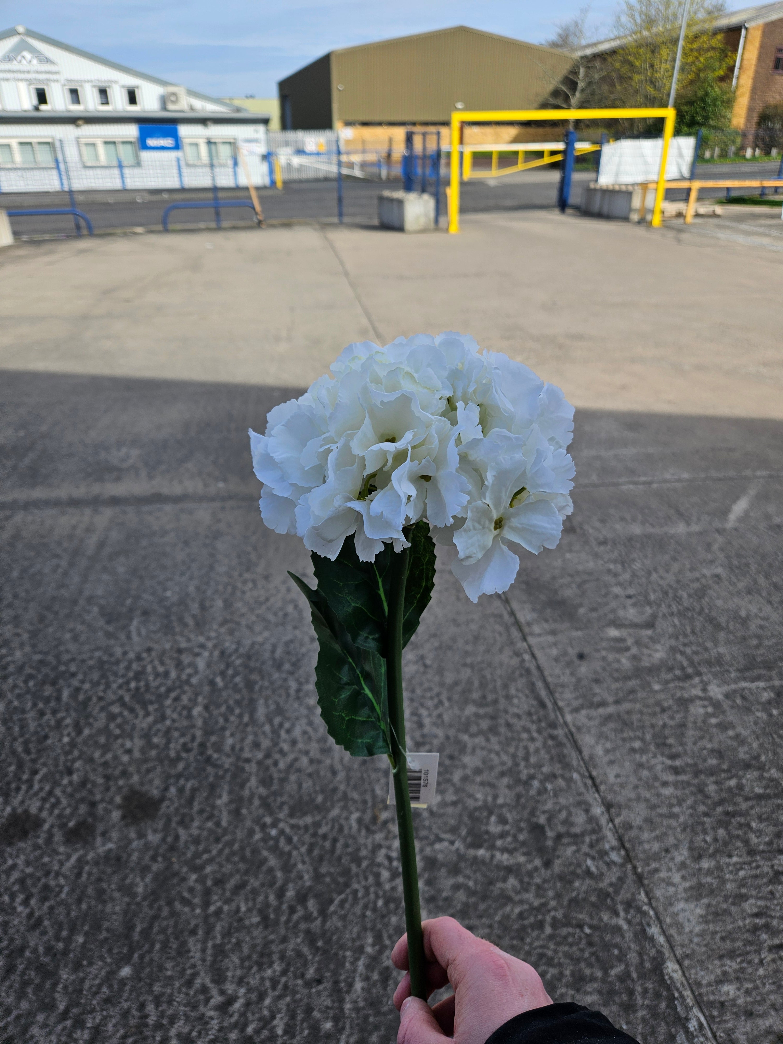Ivory Dry Touch Hydrangea