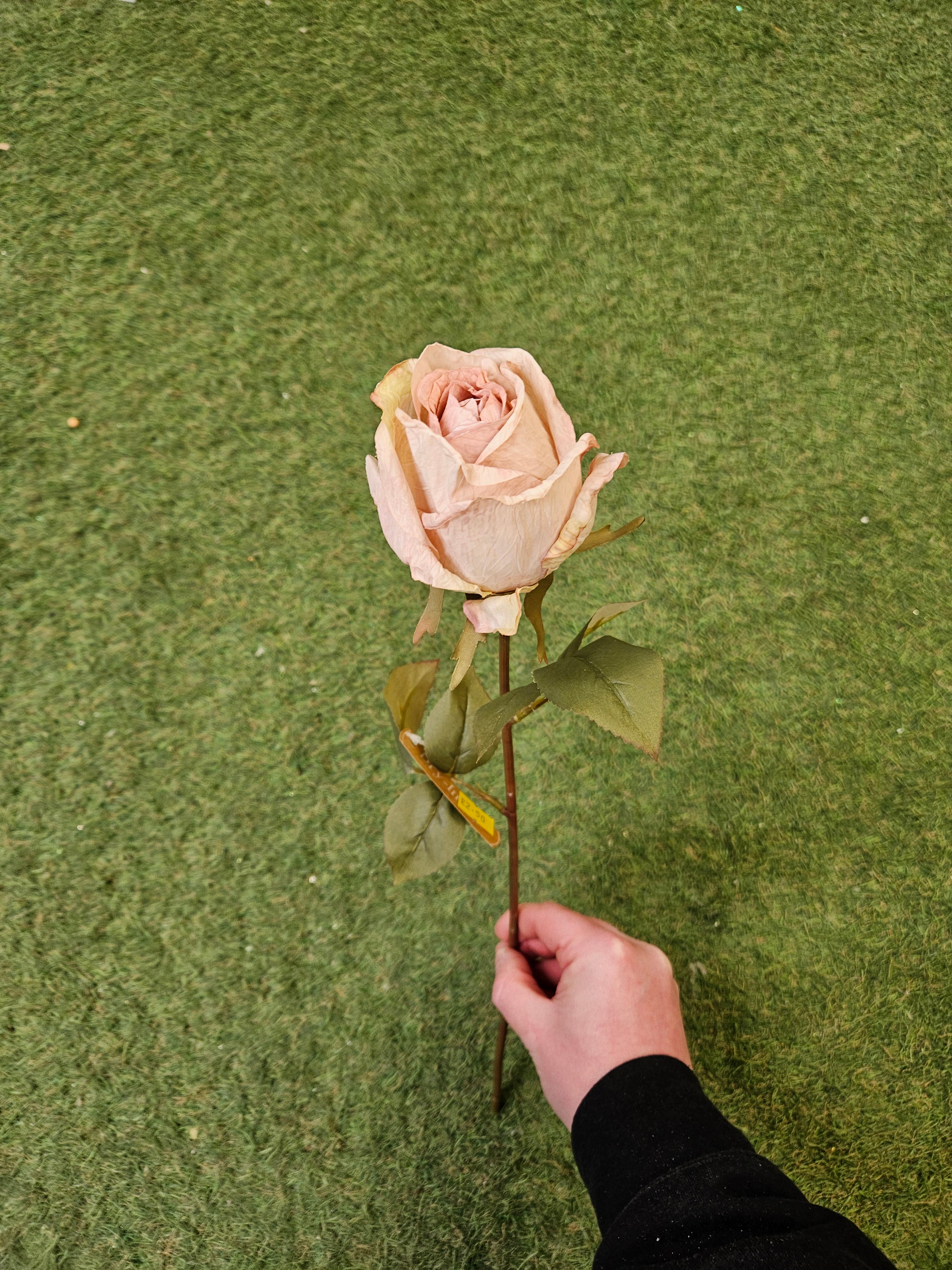 Dry Touch Dusty Pink Rose