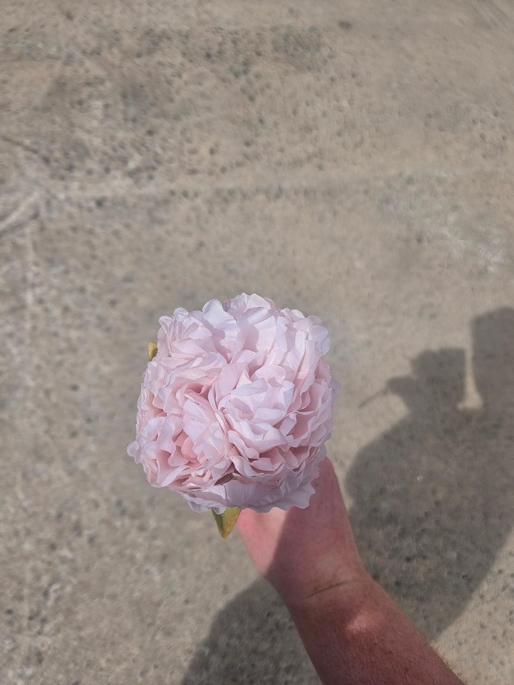 Short Stem Peach Peony