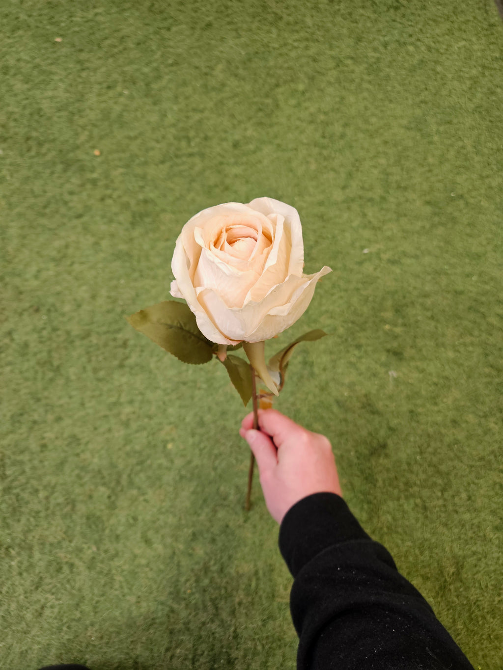Dry Touch Ivory Rose