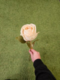 Dry Touch Ivory Rose