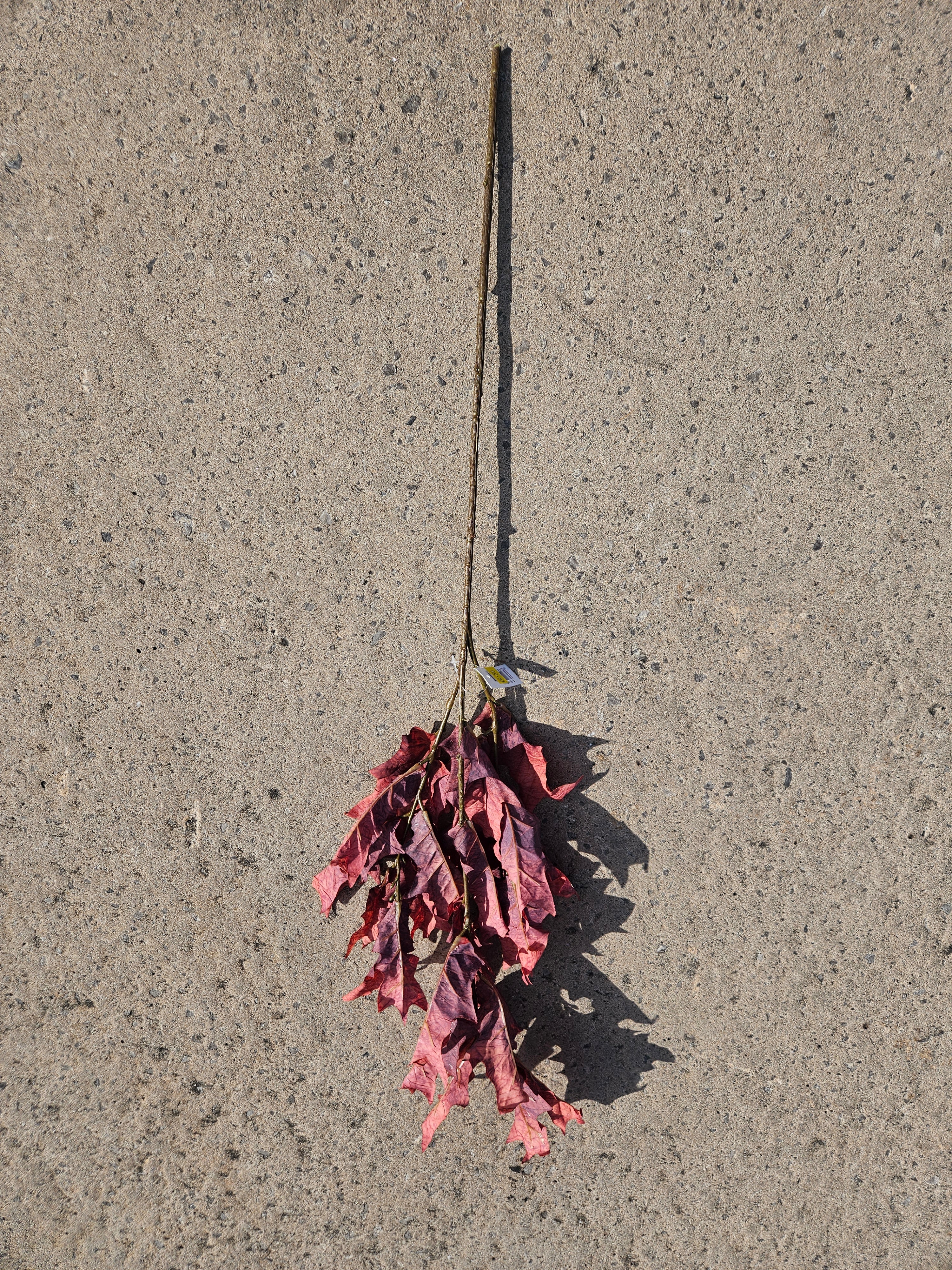 Long Stem Burgundy Oak Leaf Branch