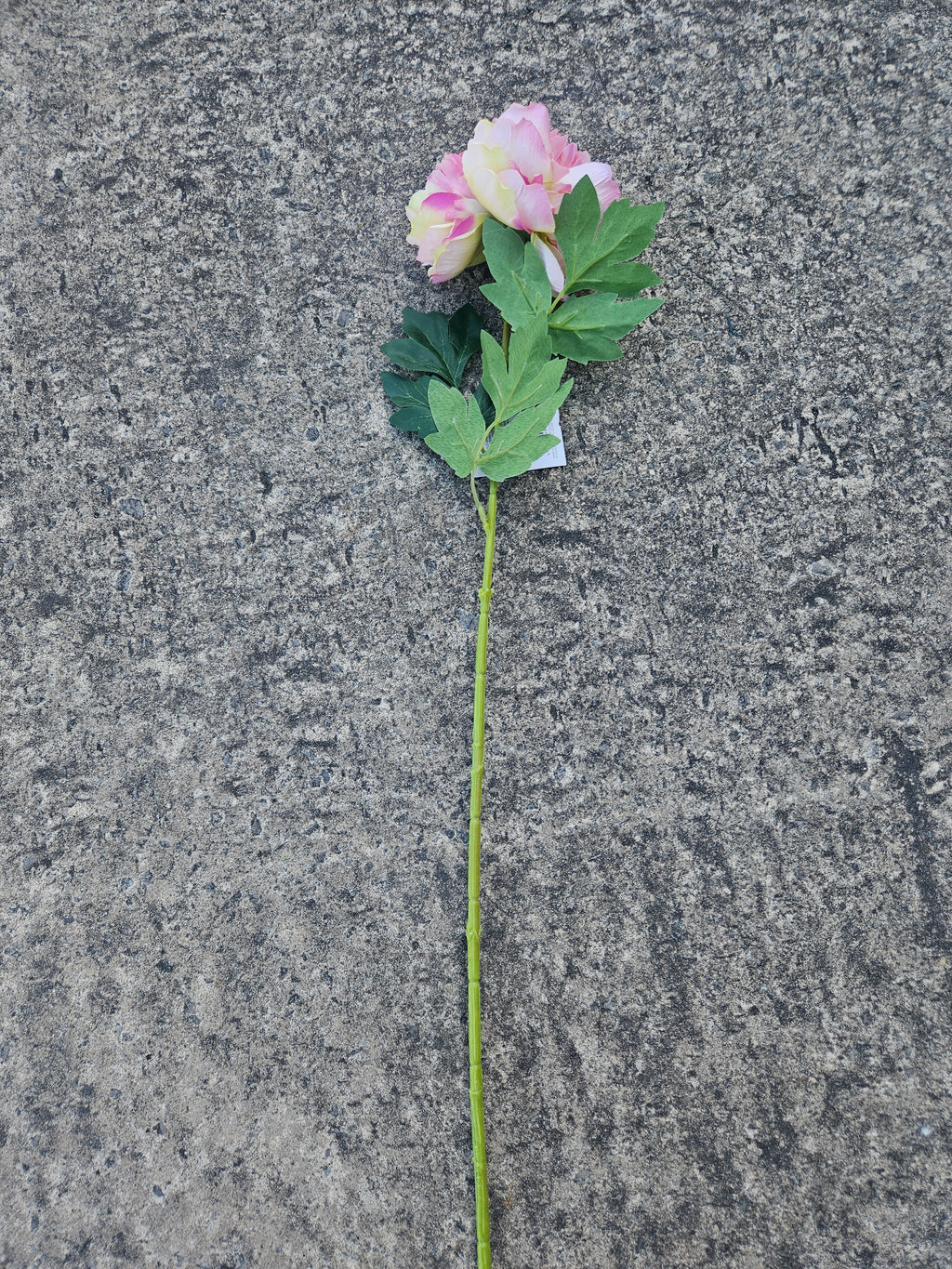 Light Pink Peony
