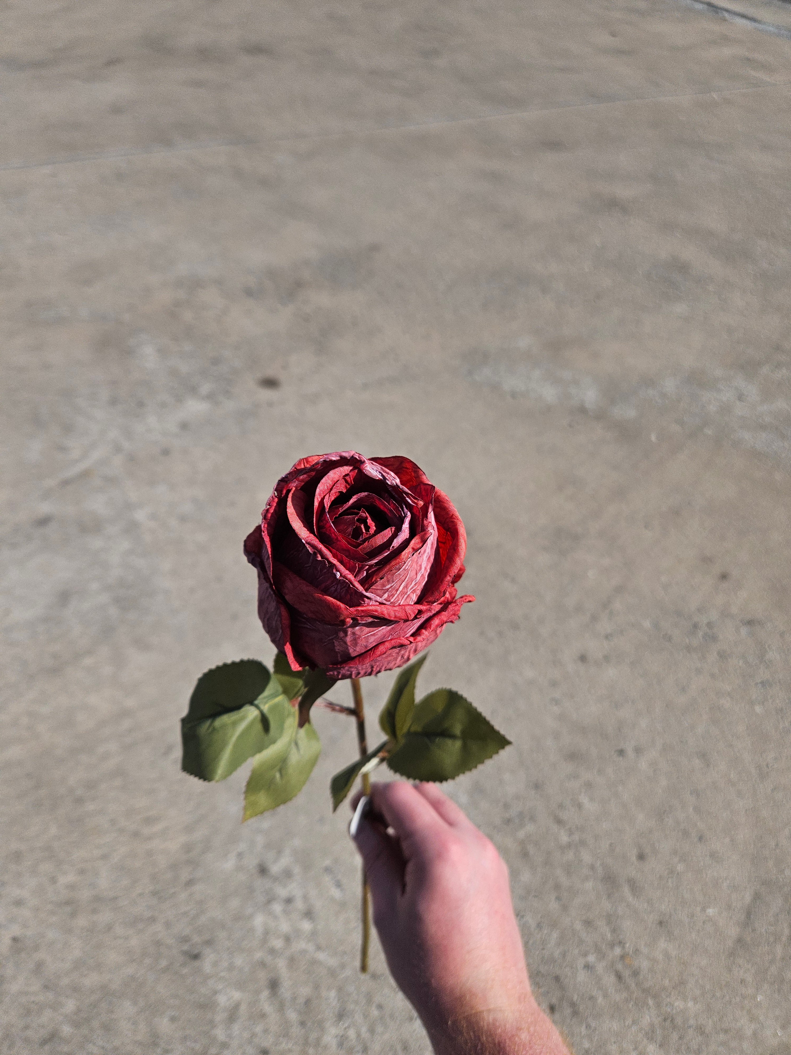 Burgundy Dry Touch Rose
