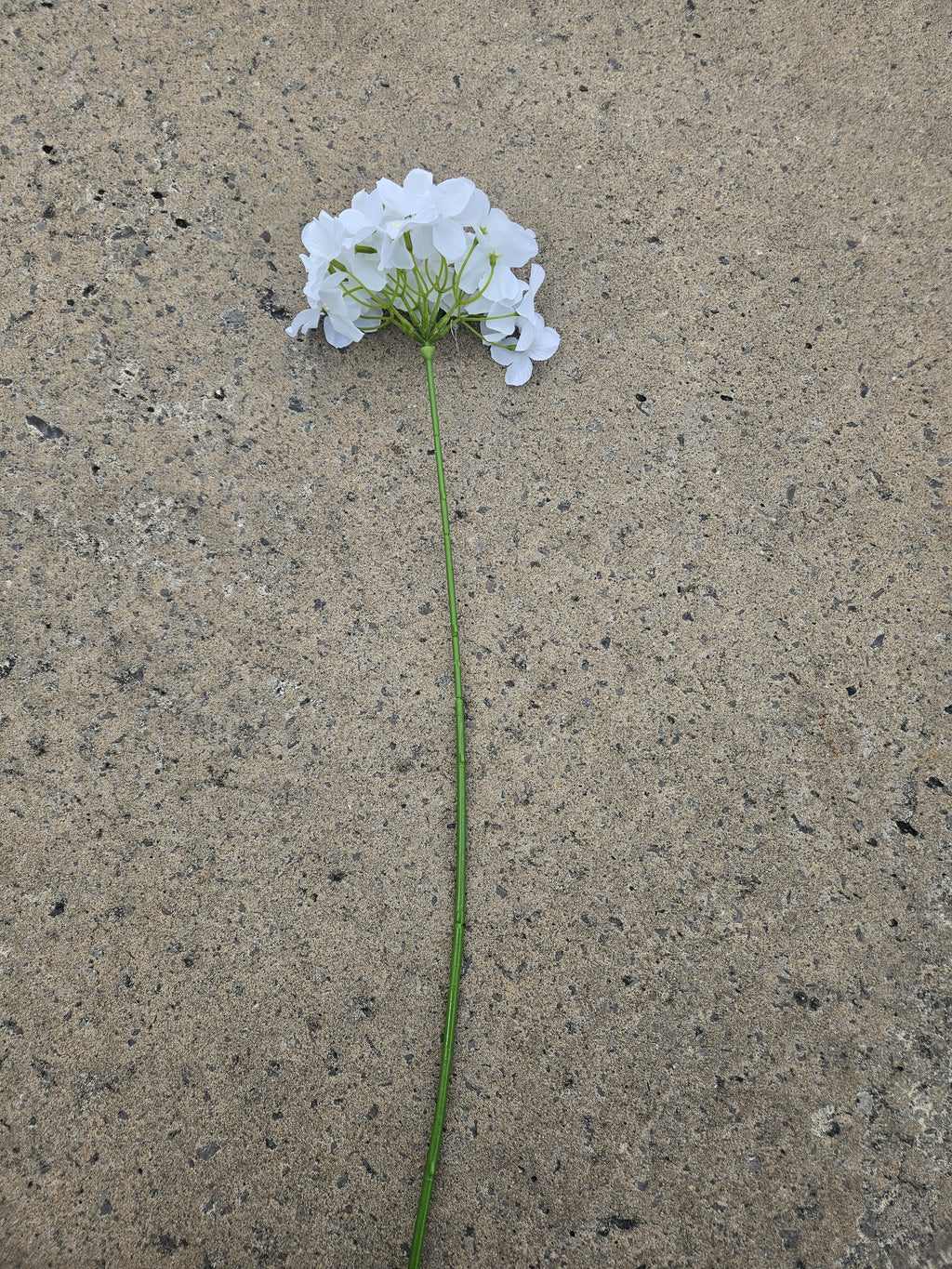 Pure White Thin Stem Hydrangea
