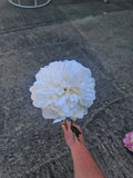 Ivory Peony