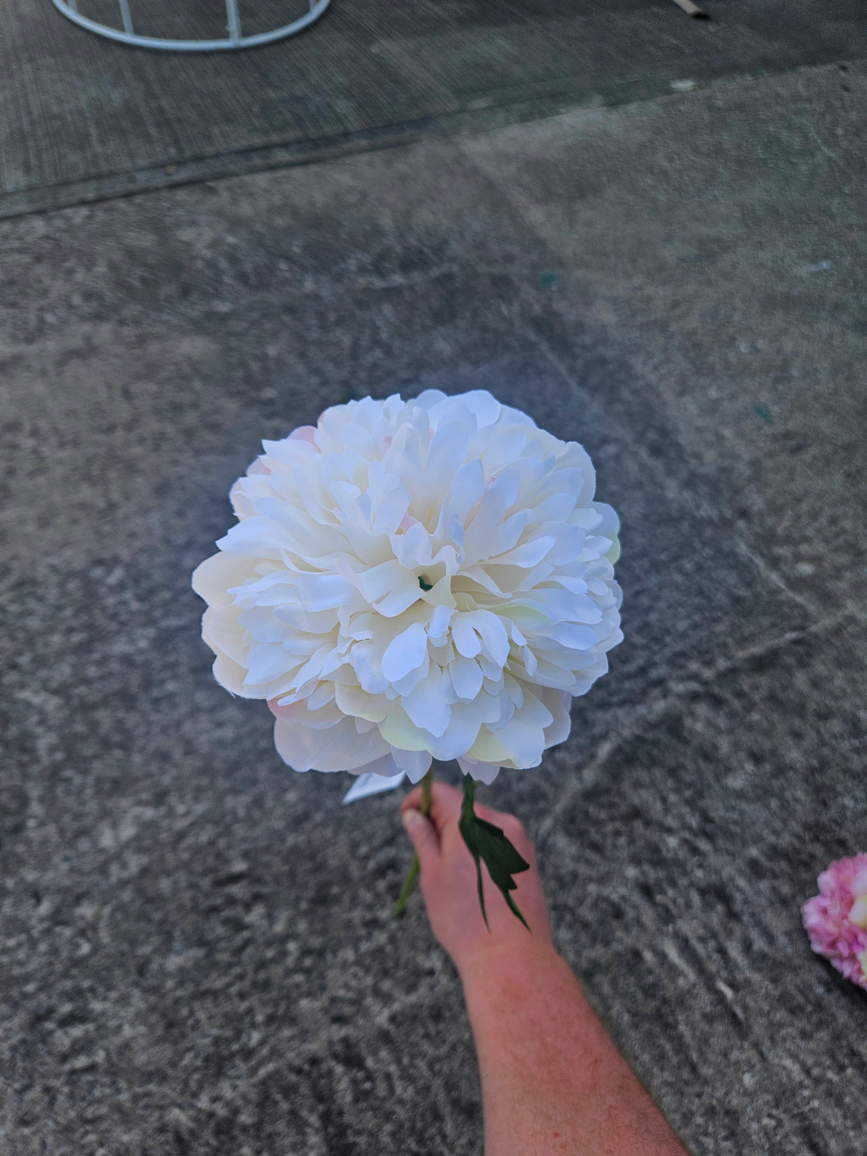 Ivory Peony