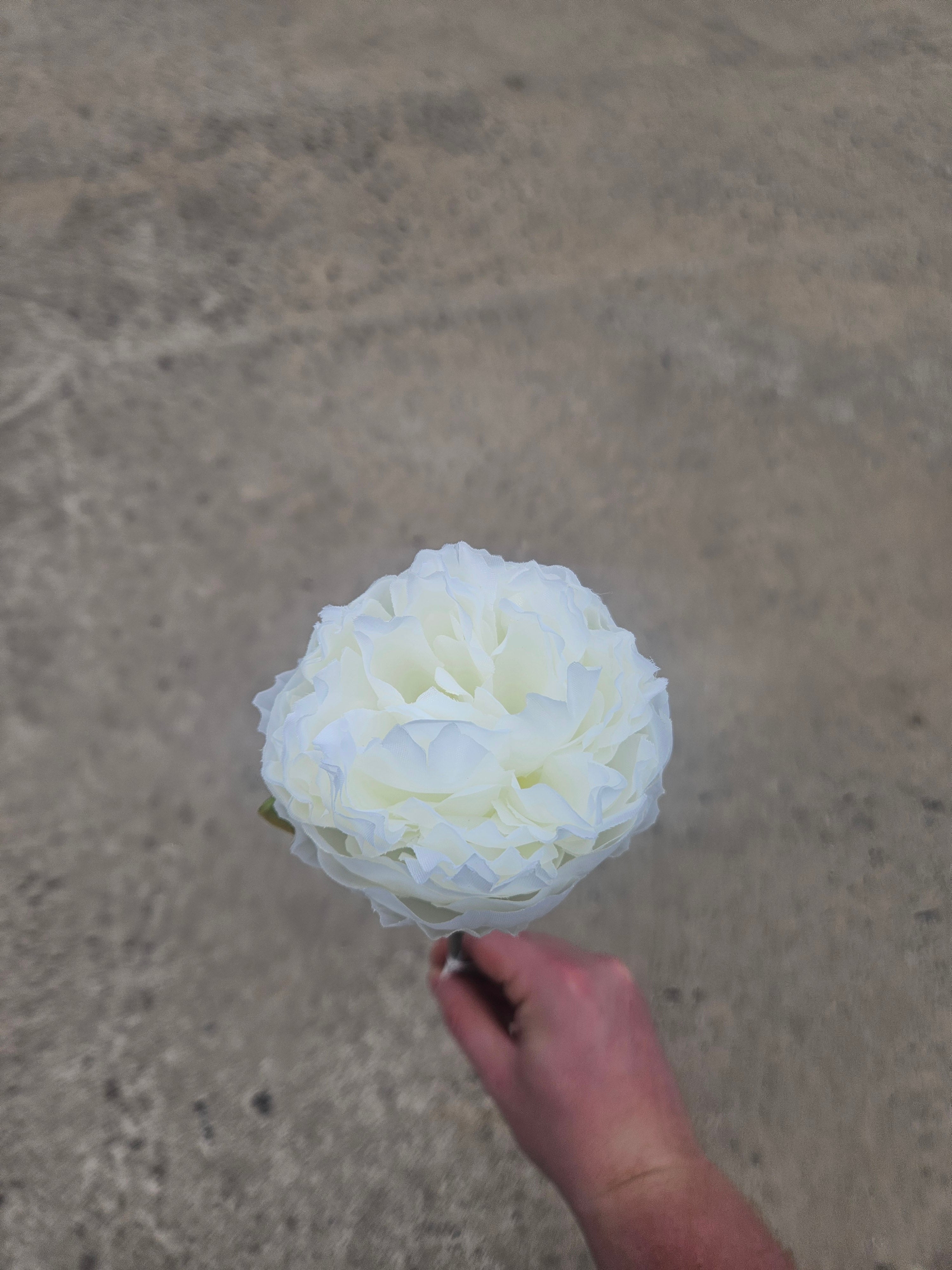 Short Stem Ivory Peony