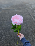 Light Pink Long Stem Peony