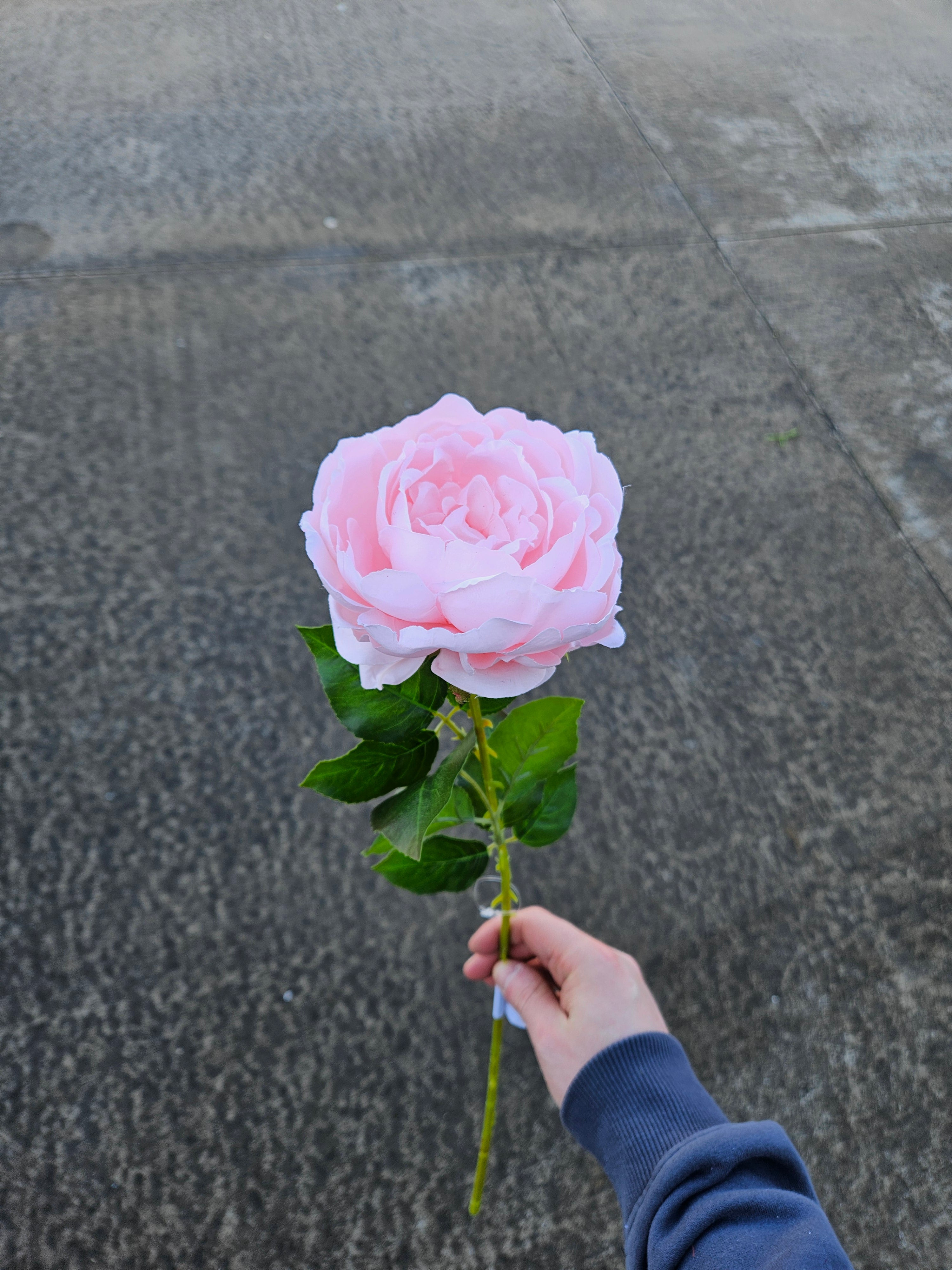 Light Pink Long Stem Peony