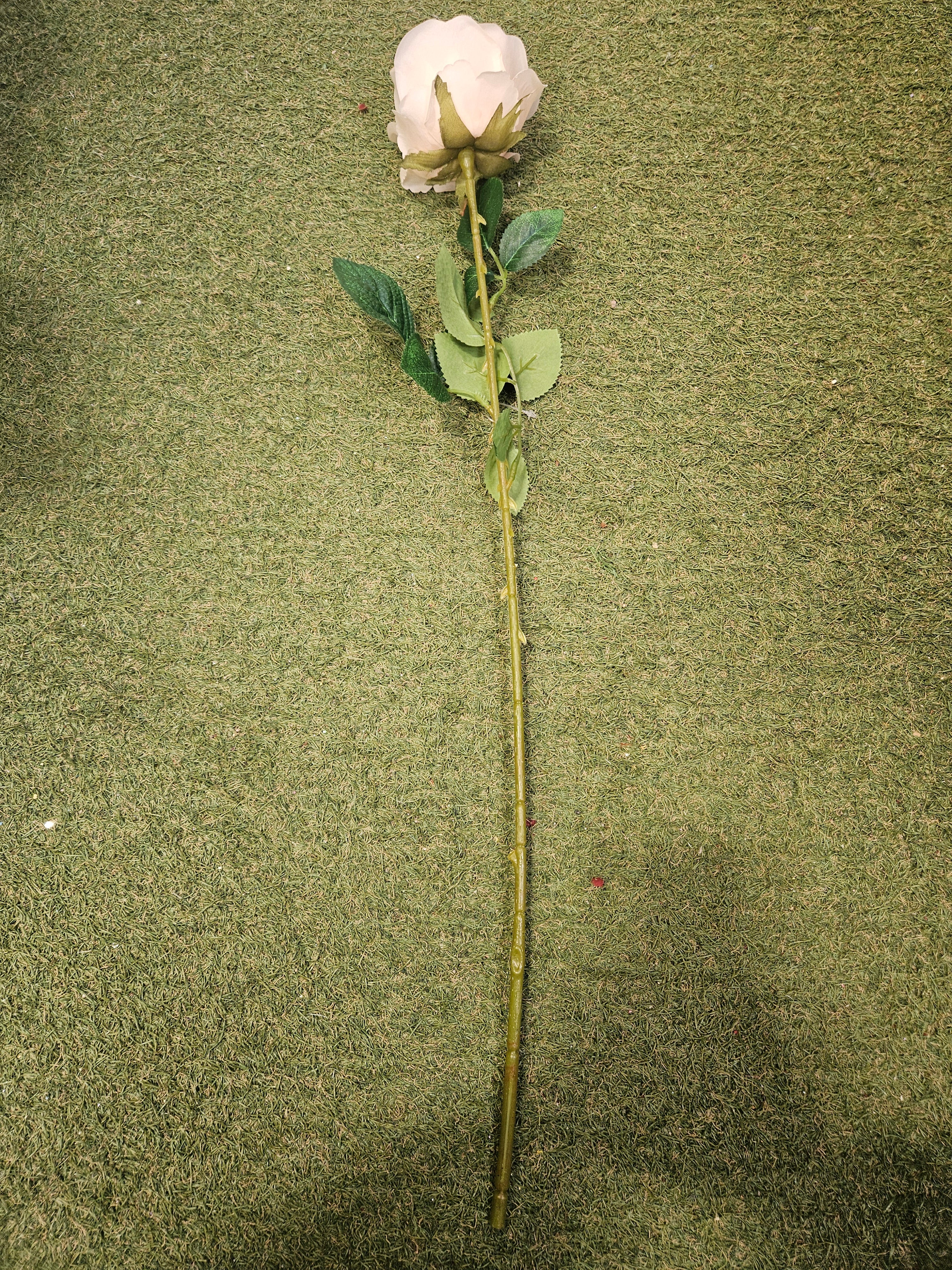 Peach Harper Rose