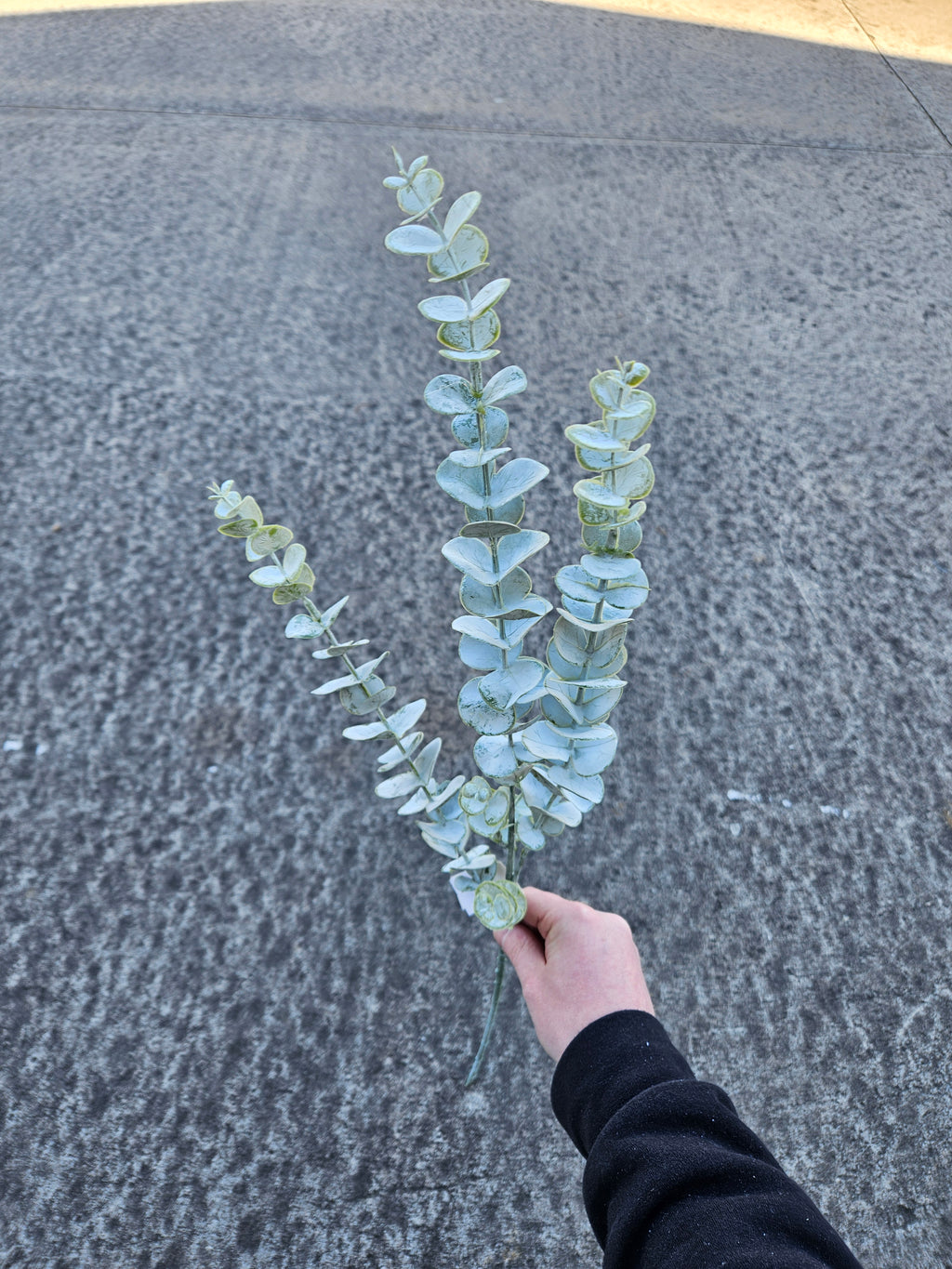 Long Stem Silver Spray Eucalyptus
