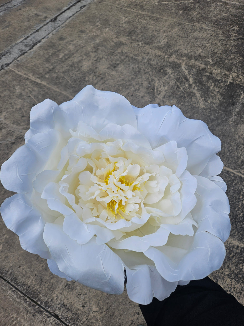 Giant Large Ivory Peony (Stand Not Included)