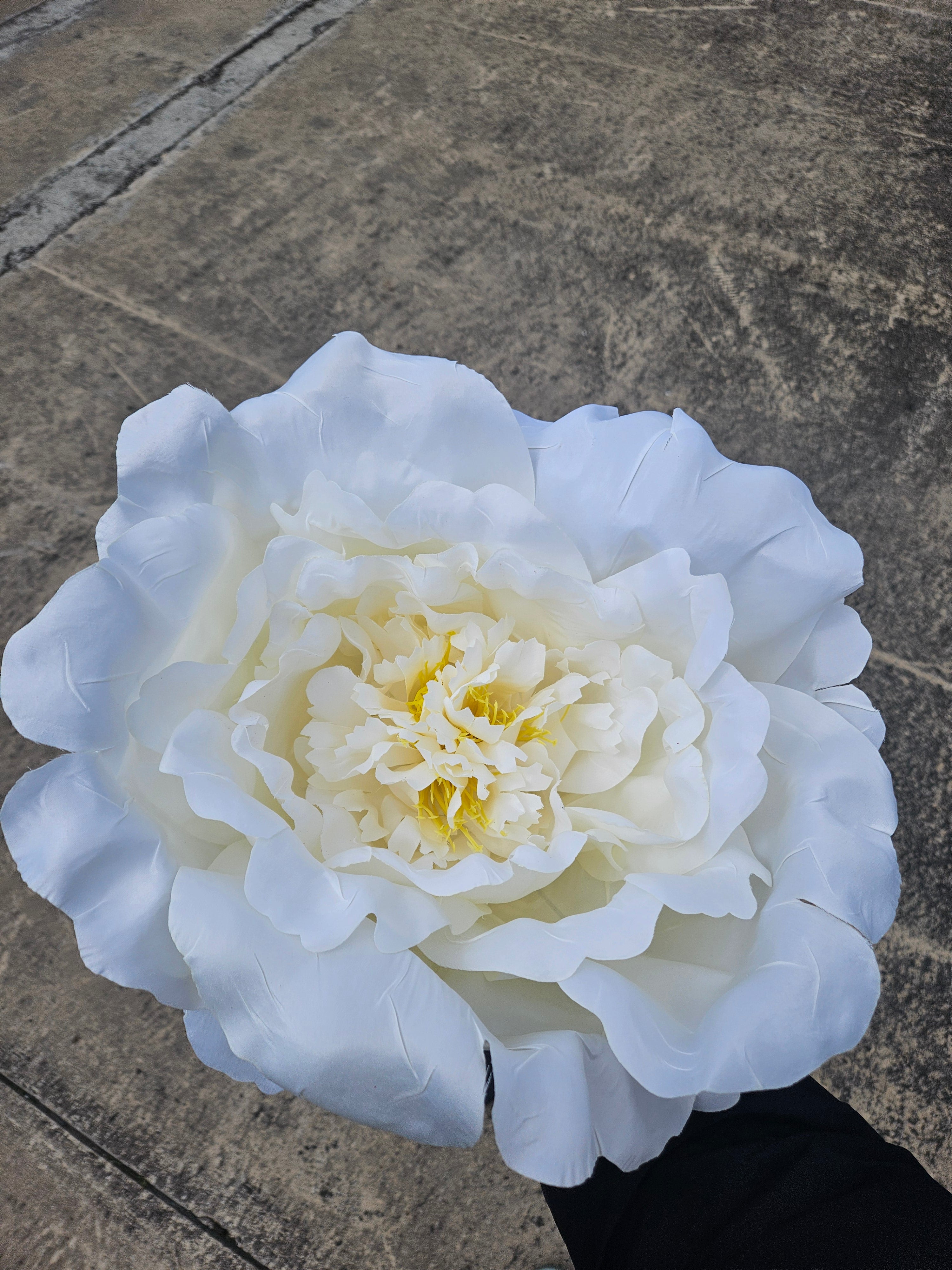 Giant Large Ivory Peony (Stand Not Included)