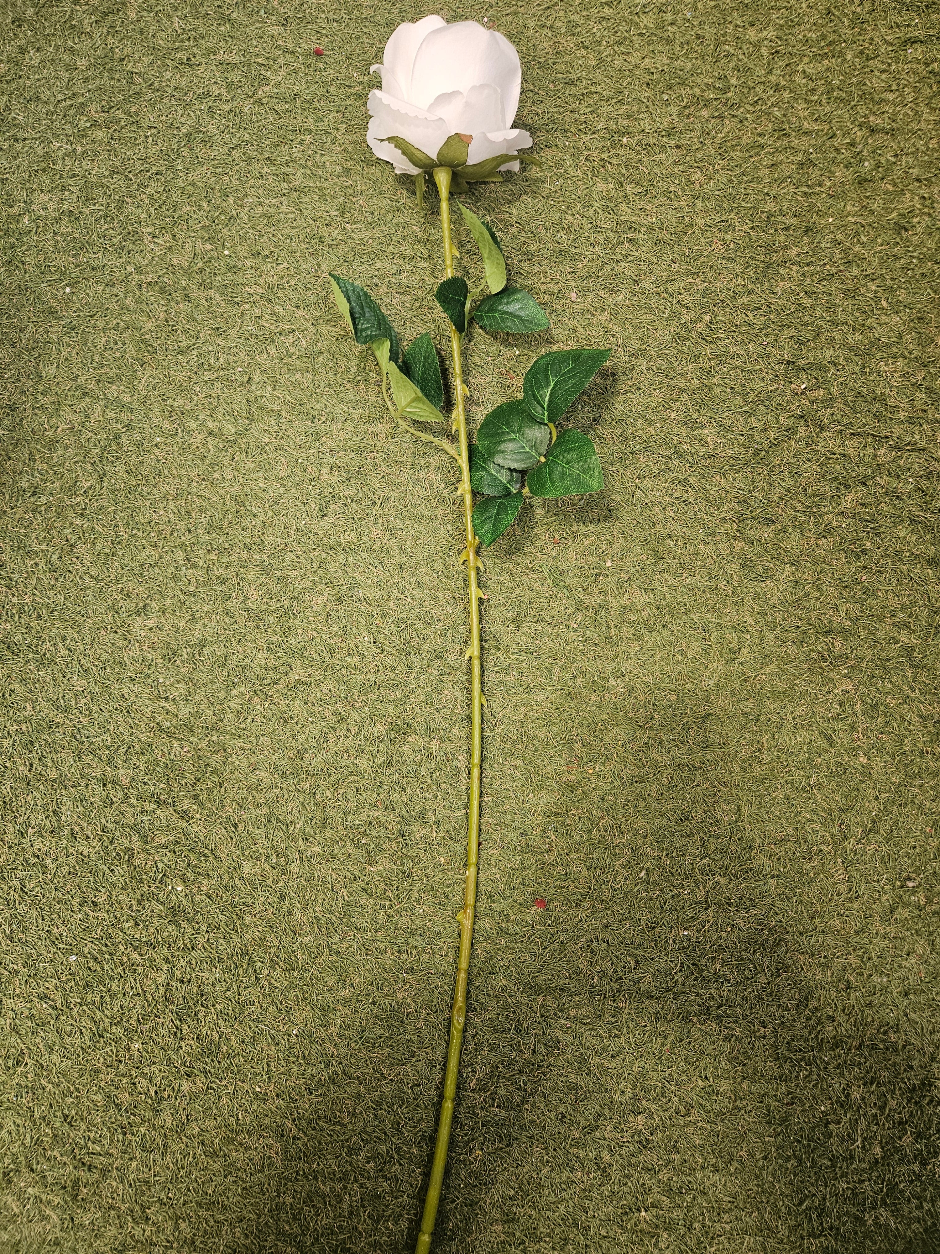 Ivory Harper Rose
