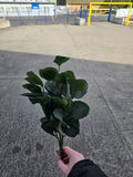 Short Stem Silver Spray Eucalyptus