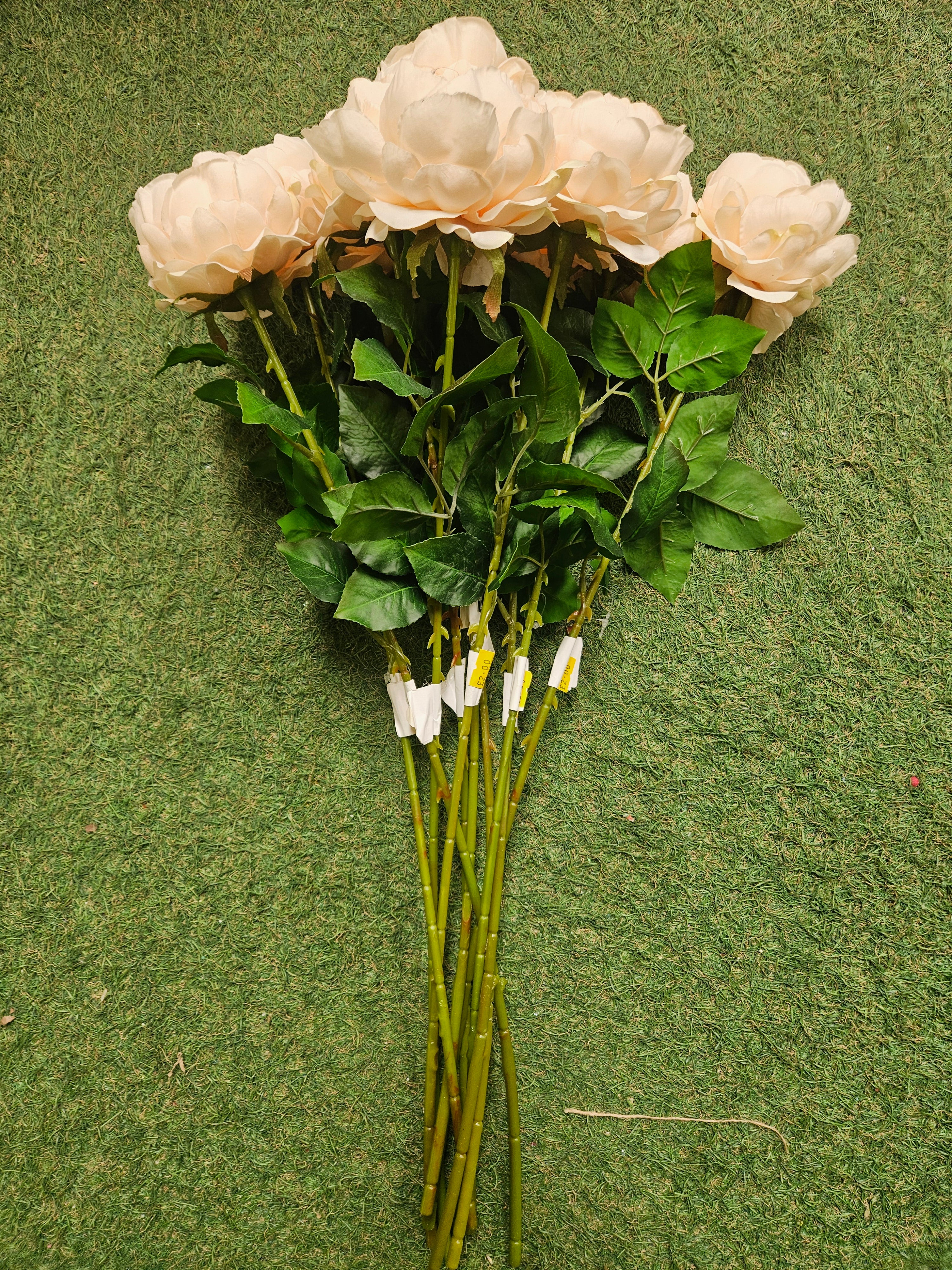 10x Peach Peonies