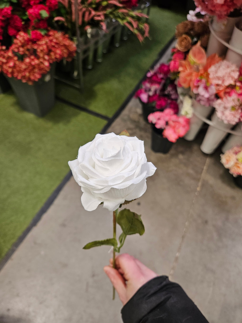 Box of 48 Amira Roses (White)