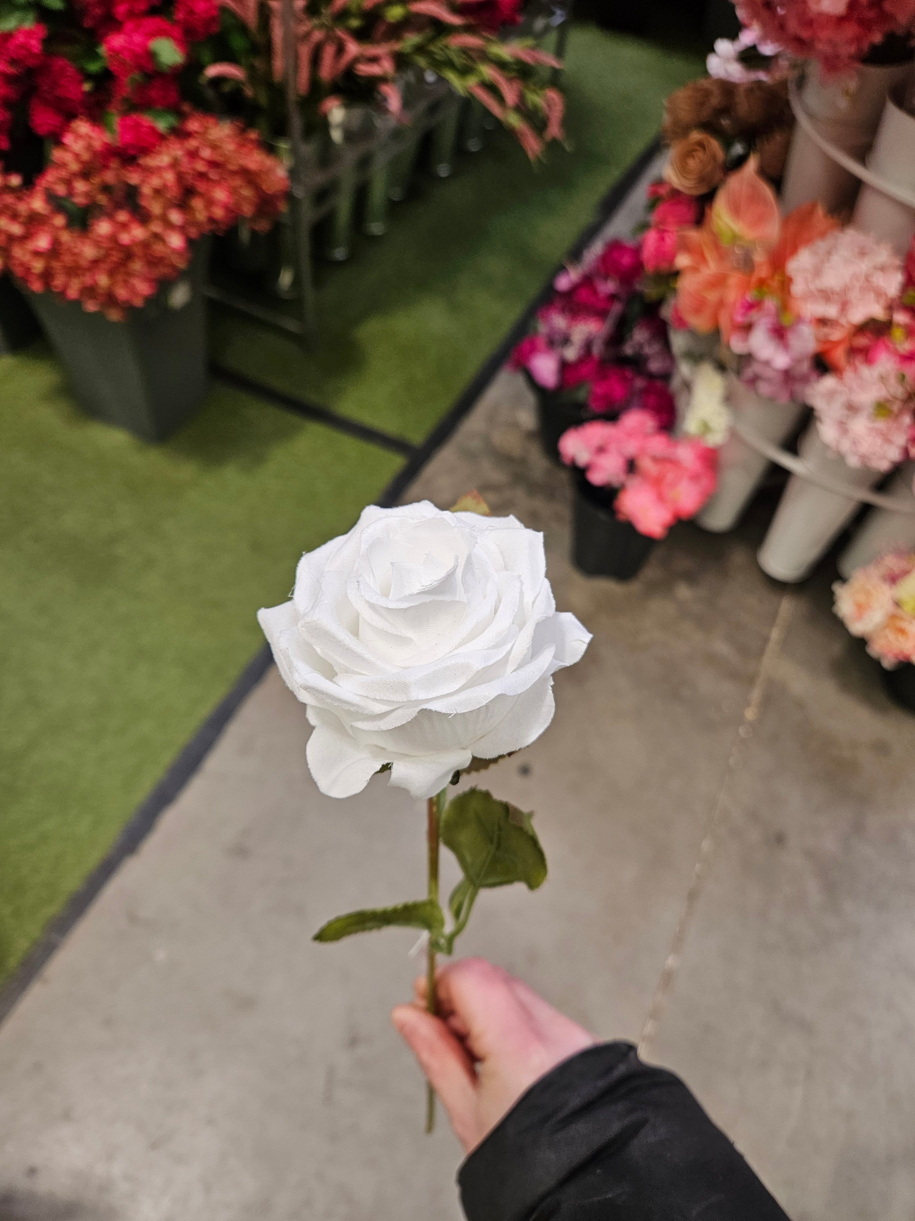 Box of 48 Amira Roses (White)