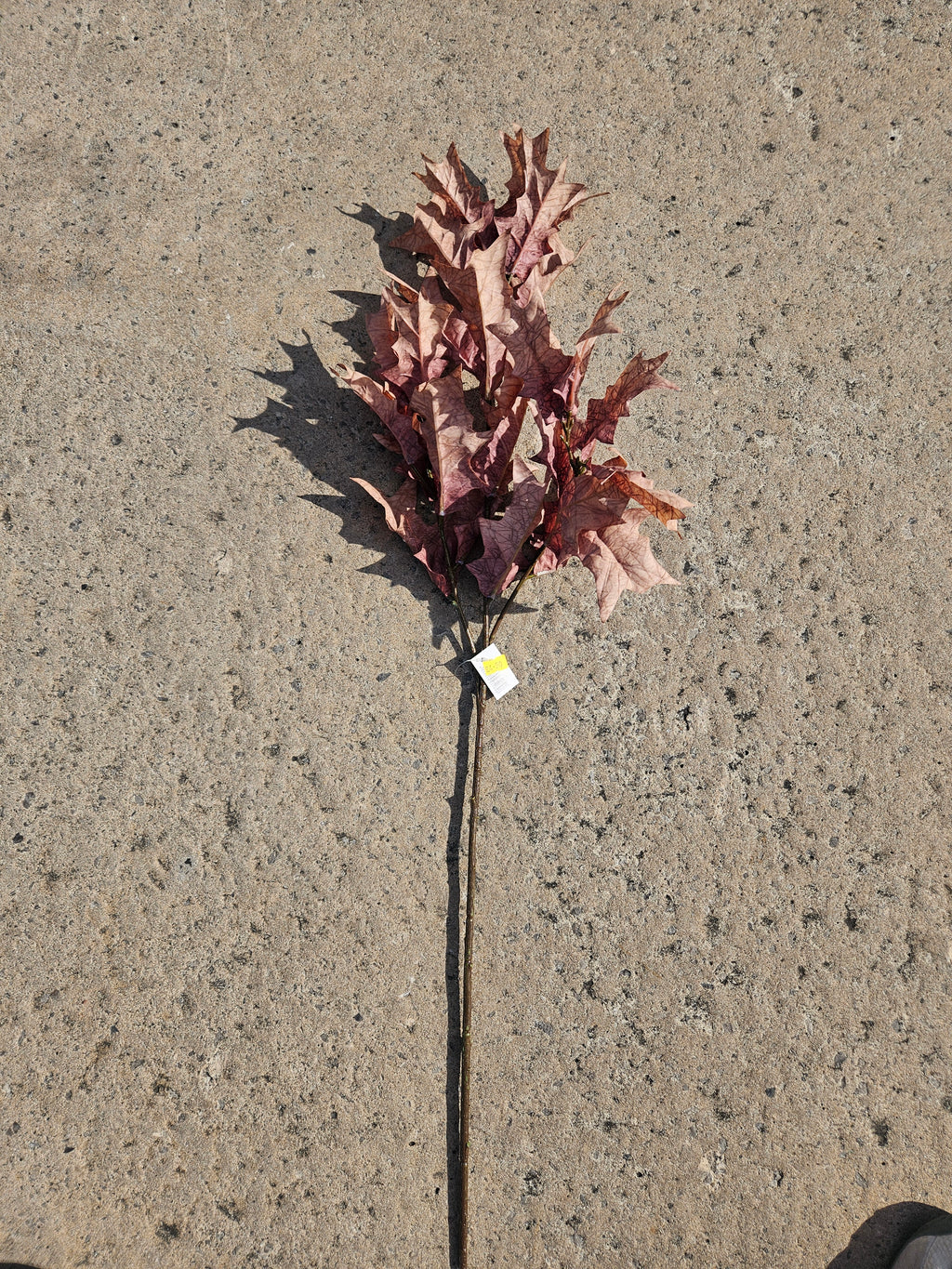 Long Stem Natural Oak Leaf Branch