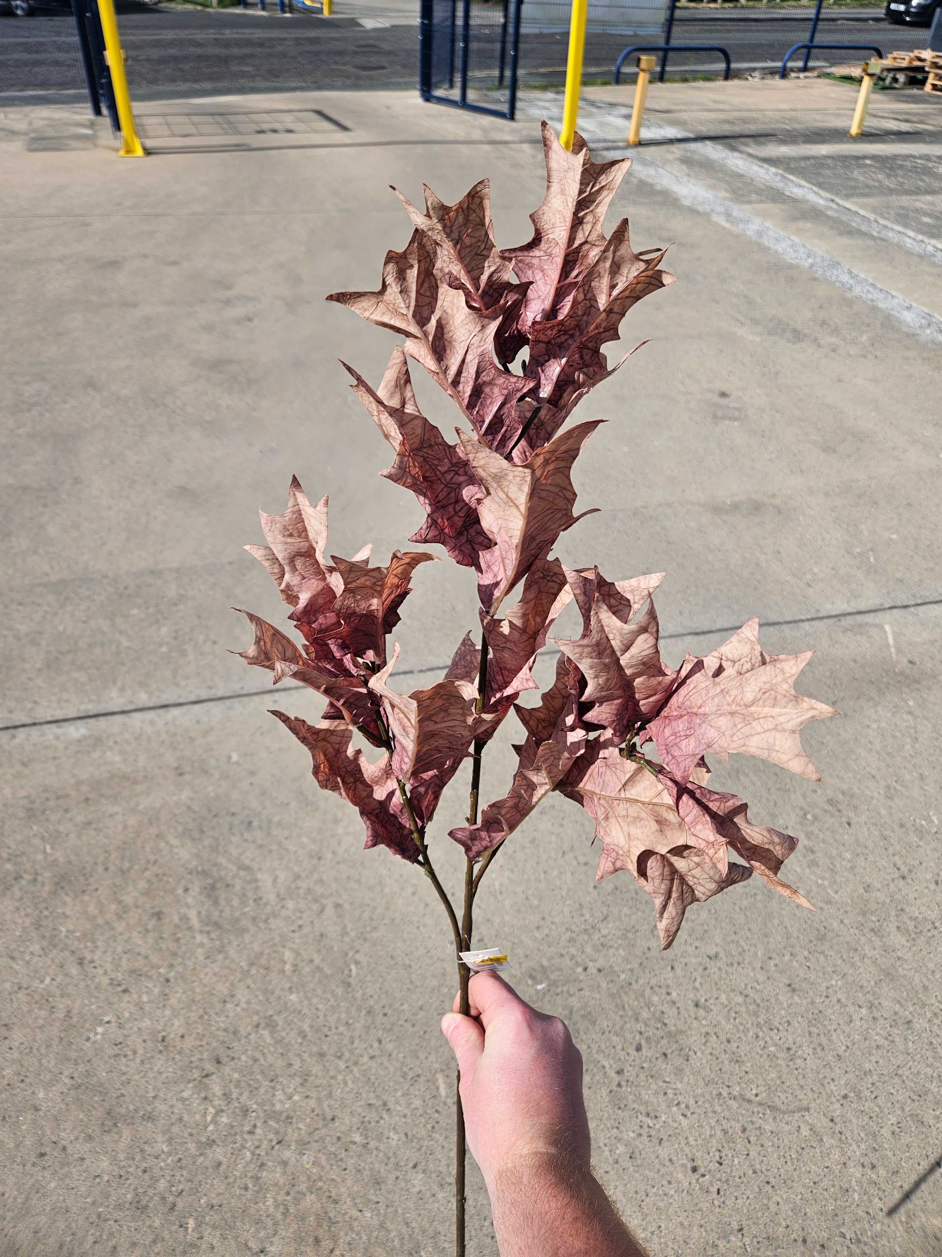 Long Stem Natural Oak Leaf Branch