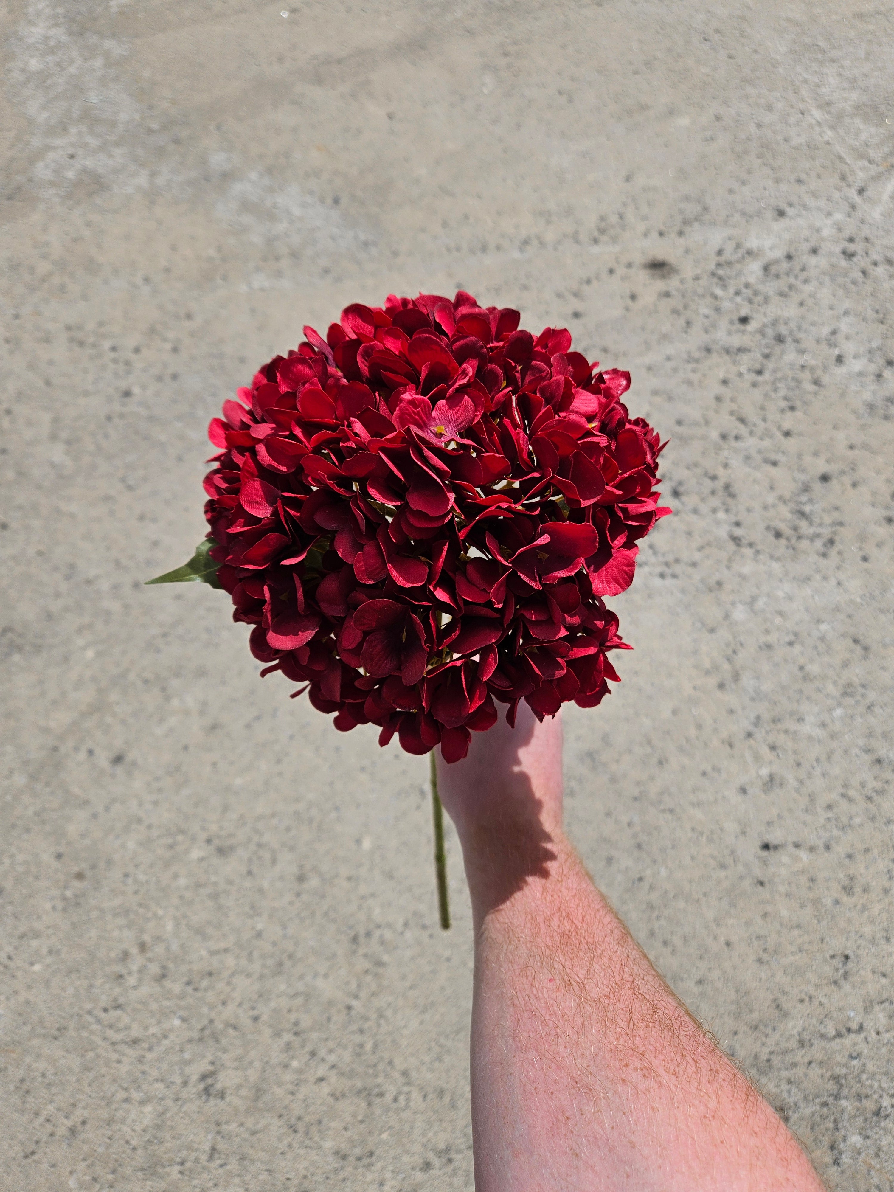 Wine Red Hydrangea
