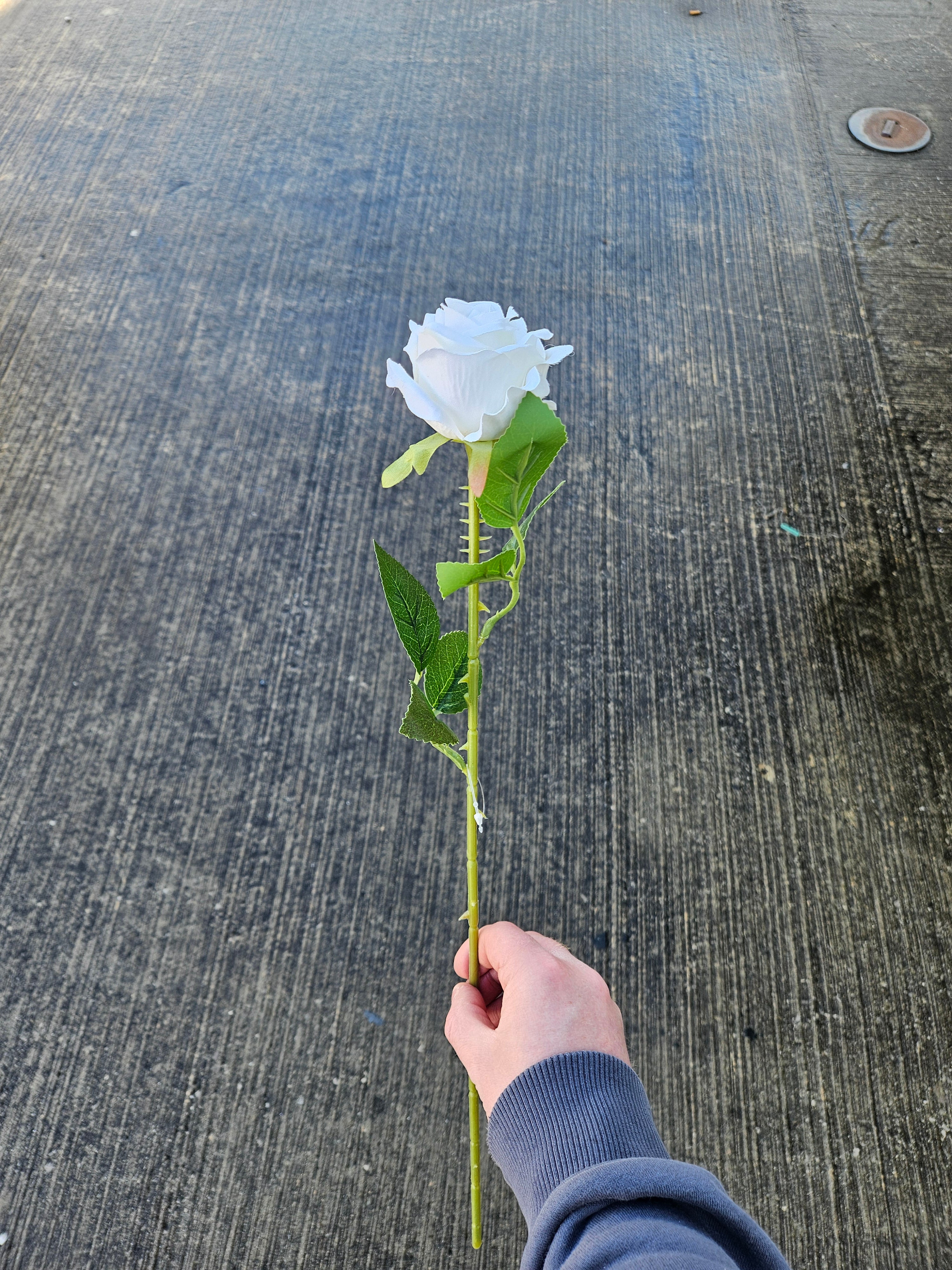 48 Ivory Amira Roses