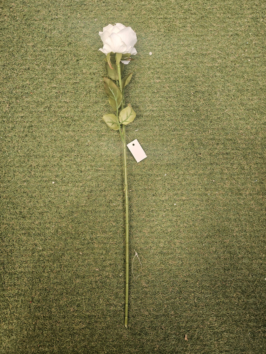 White Amira Rose