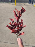 Long Stem Burgundy Oak Leaf Branch