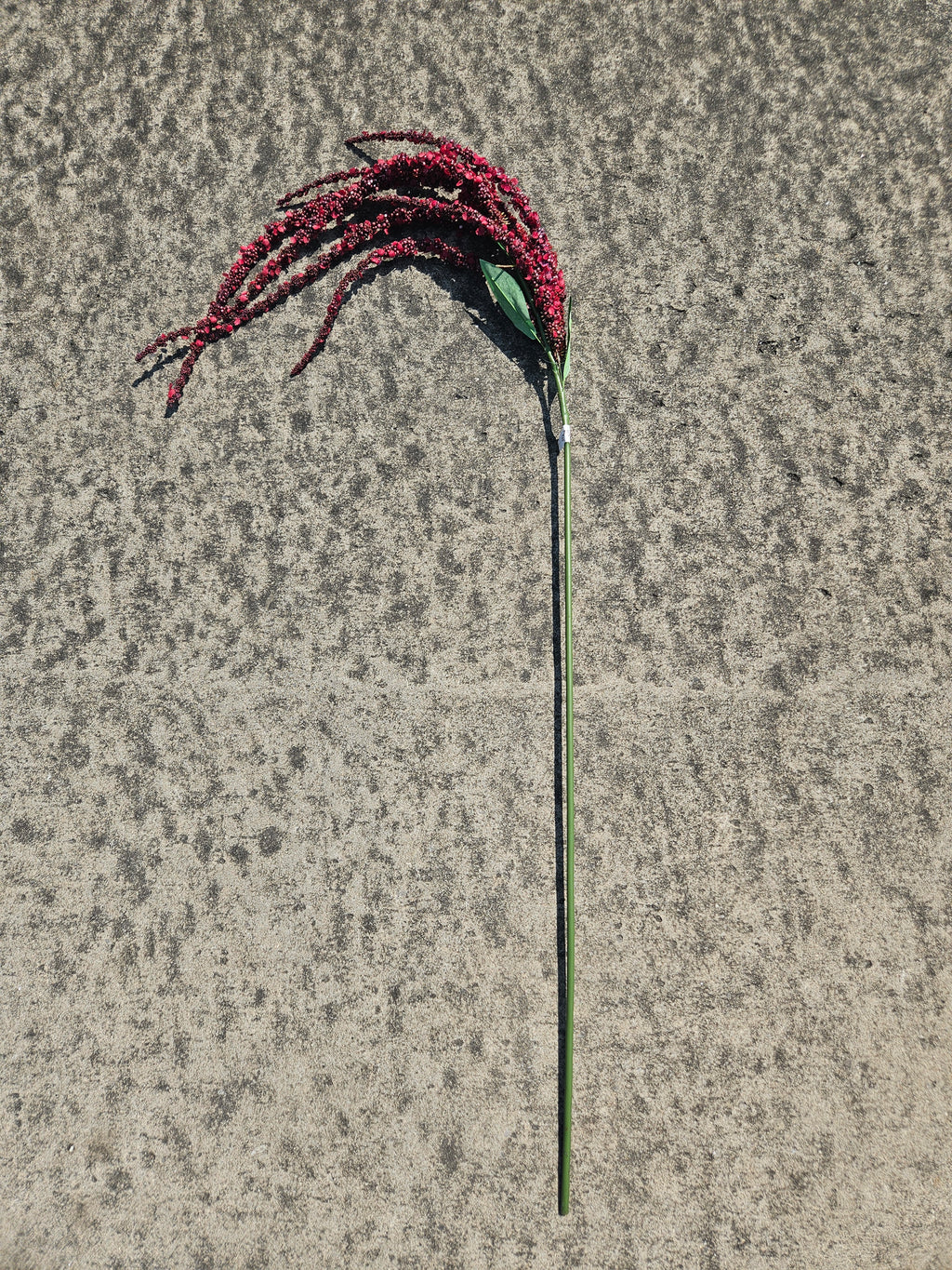 Burgundy Amaranthus
