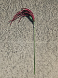 Burgundy Amaranthus