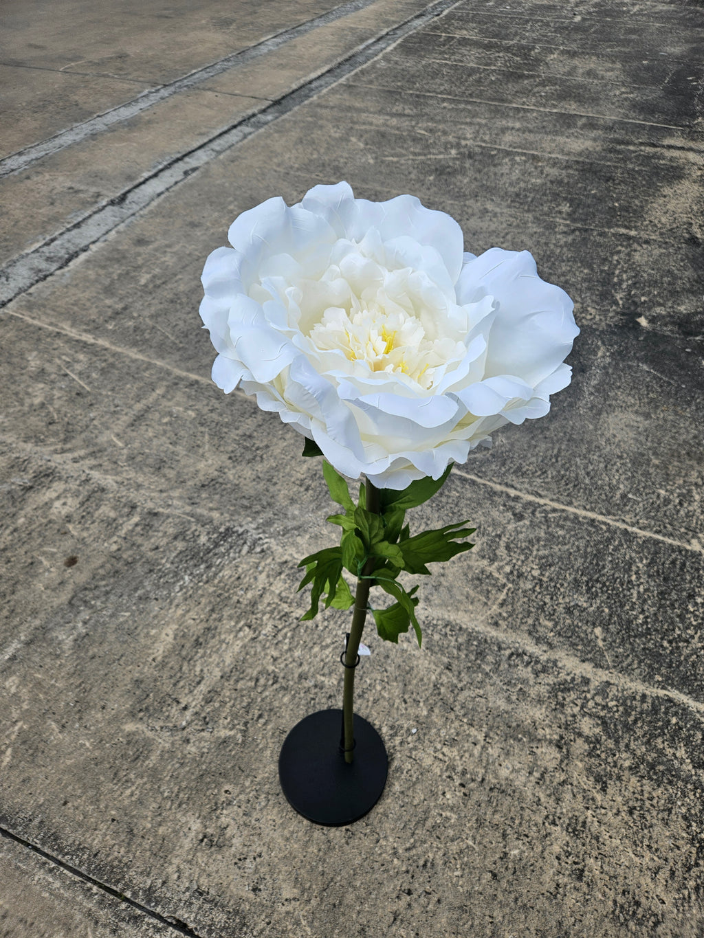 Giant Large Ivory Peony (Stand Not Included)