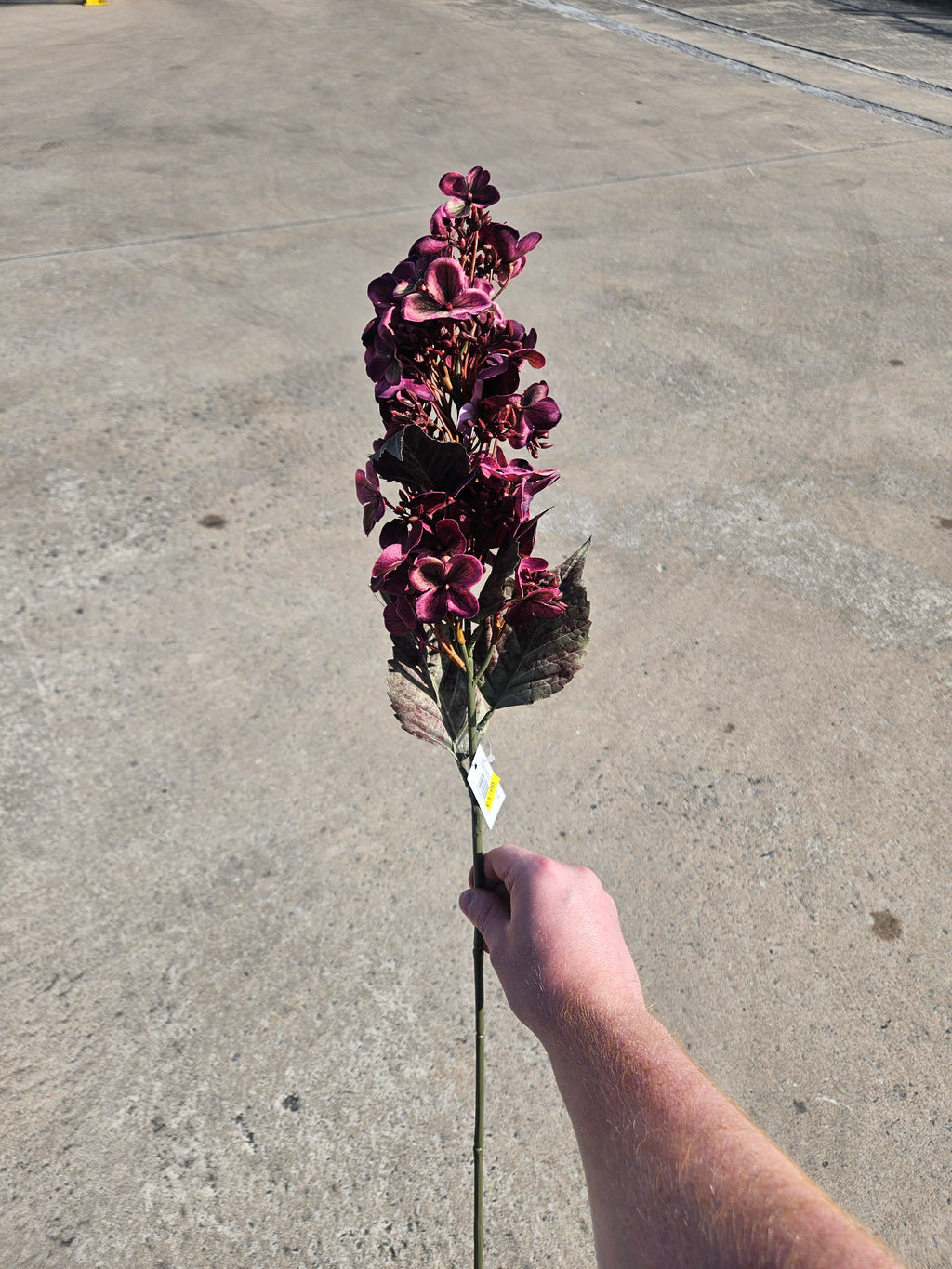 Burgundy Hydrangea Bud