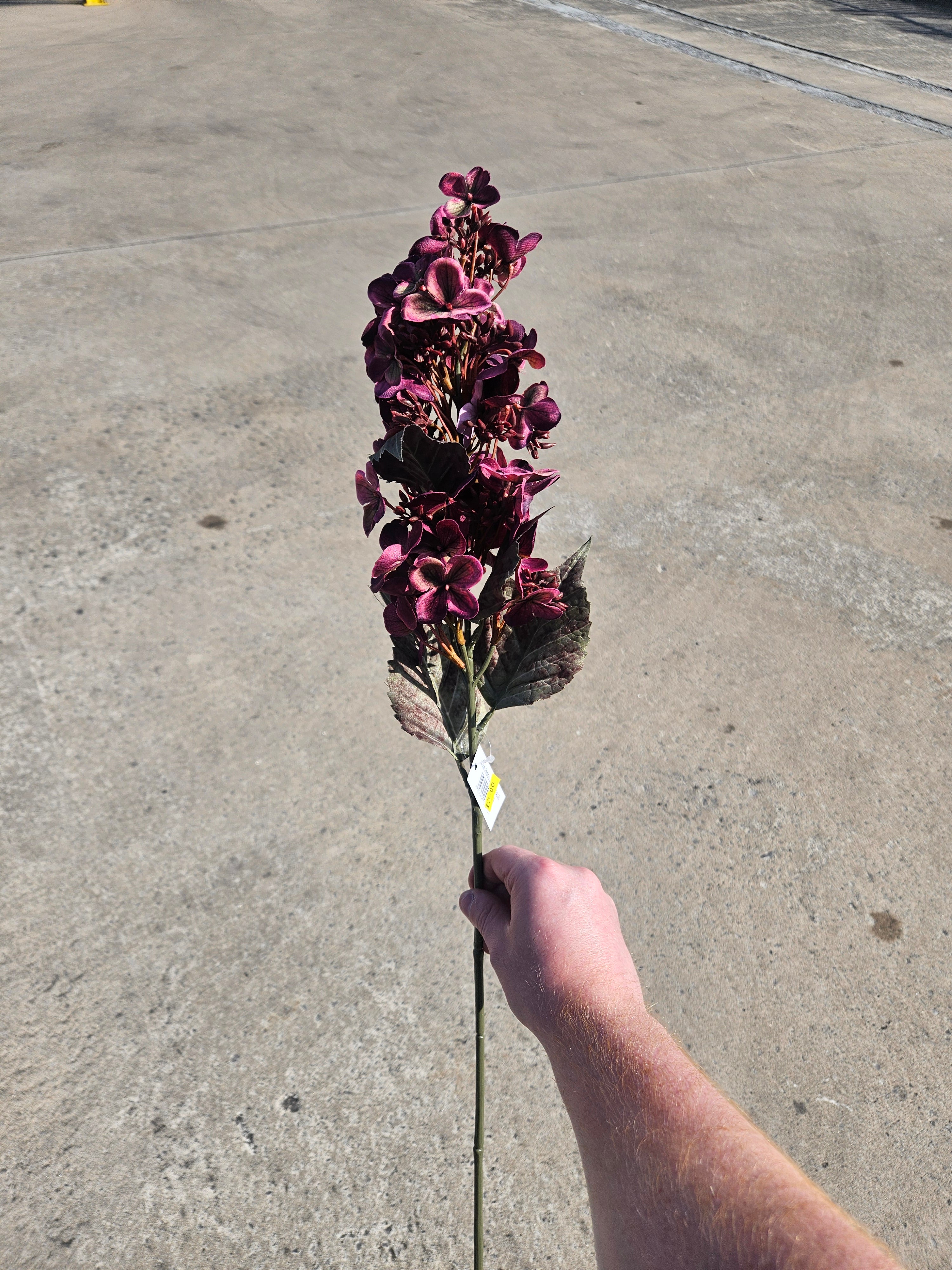 Burgundy Hydrangea Bud