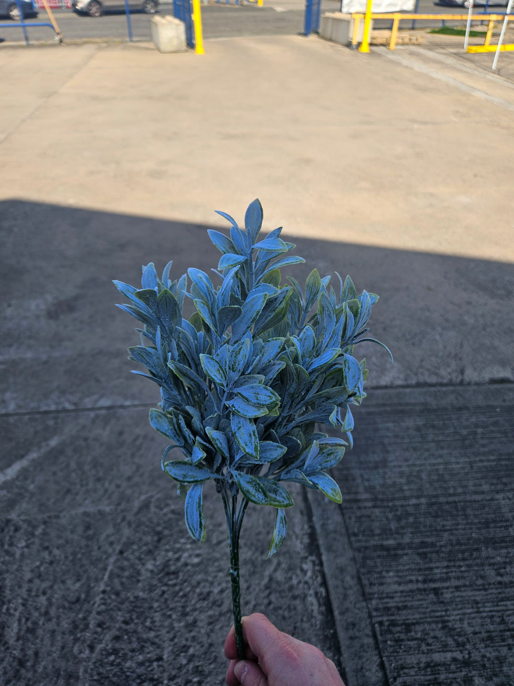 Long Stem Ruscus Bunch