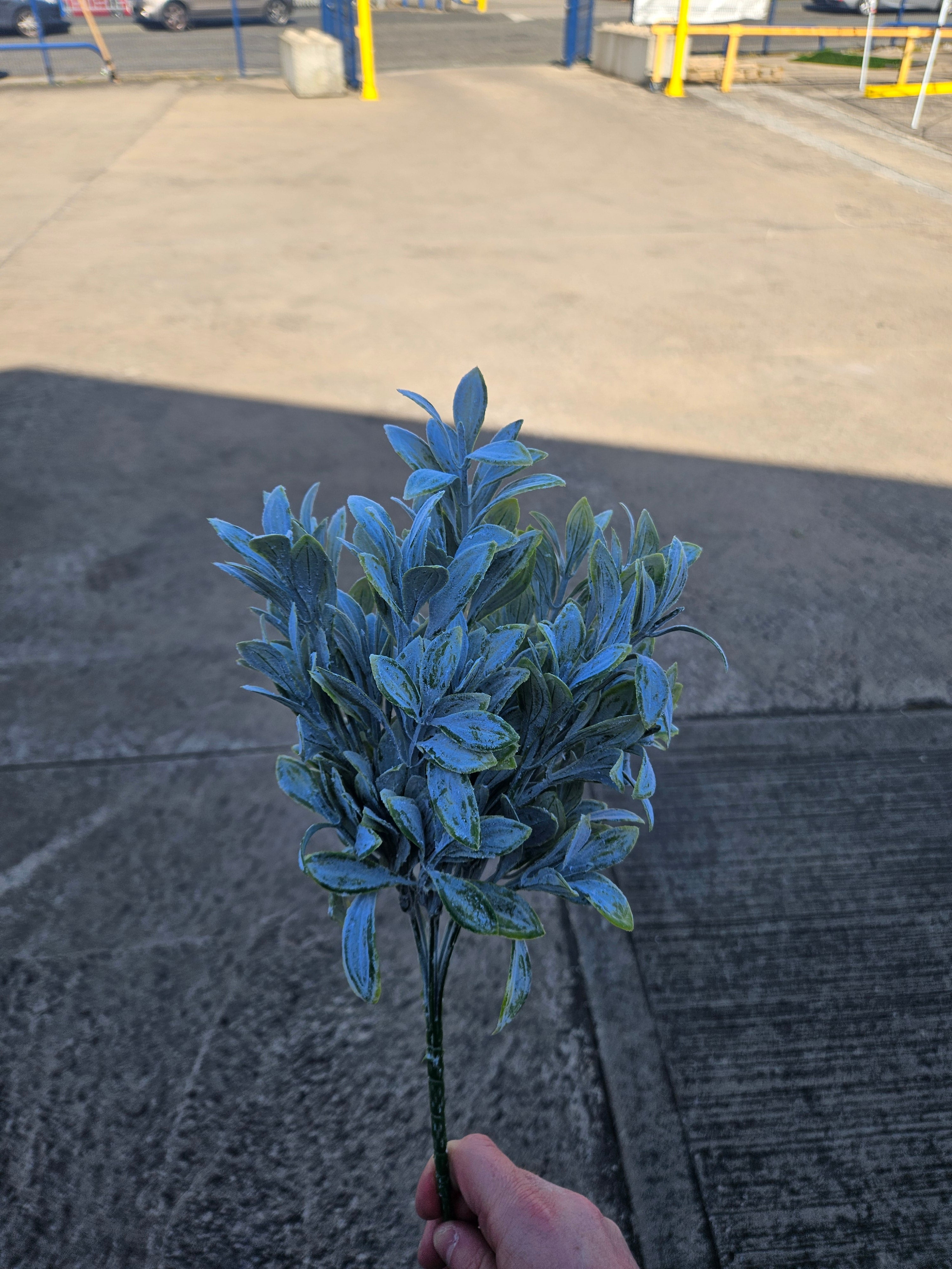 Long Stem Ruscus Bunch