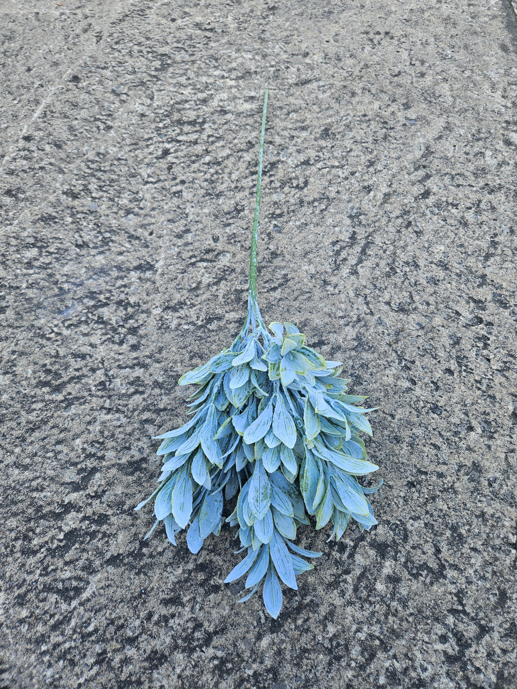 Long Stem Ruscus Bunch