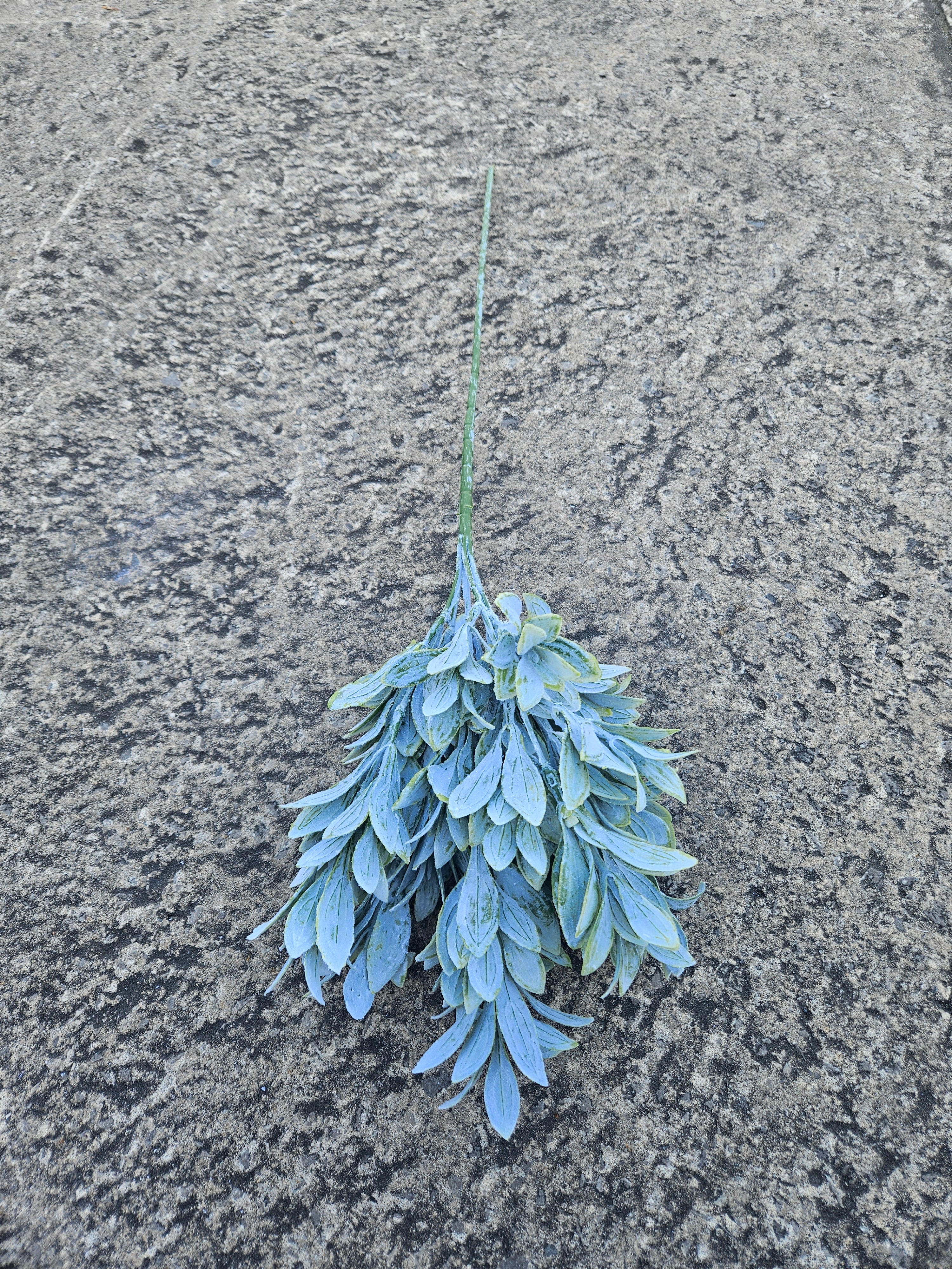 Long Stem Ruscus Bunch
