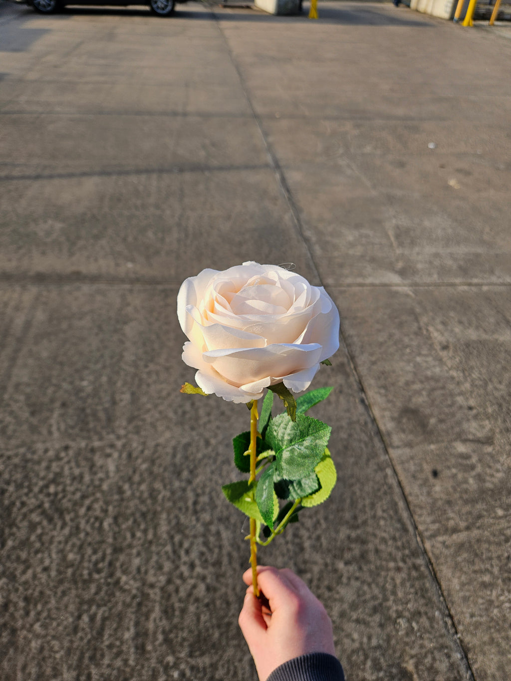 Peach Harper Rose