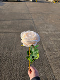 Peach Harper Rose