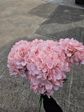 10x Peachy Pink Hydrangea Stems