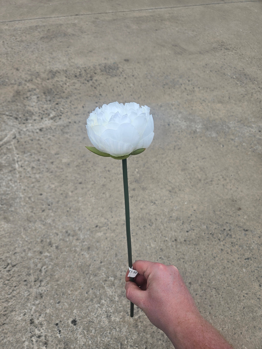Short Stem Ivory Peony