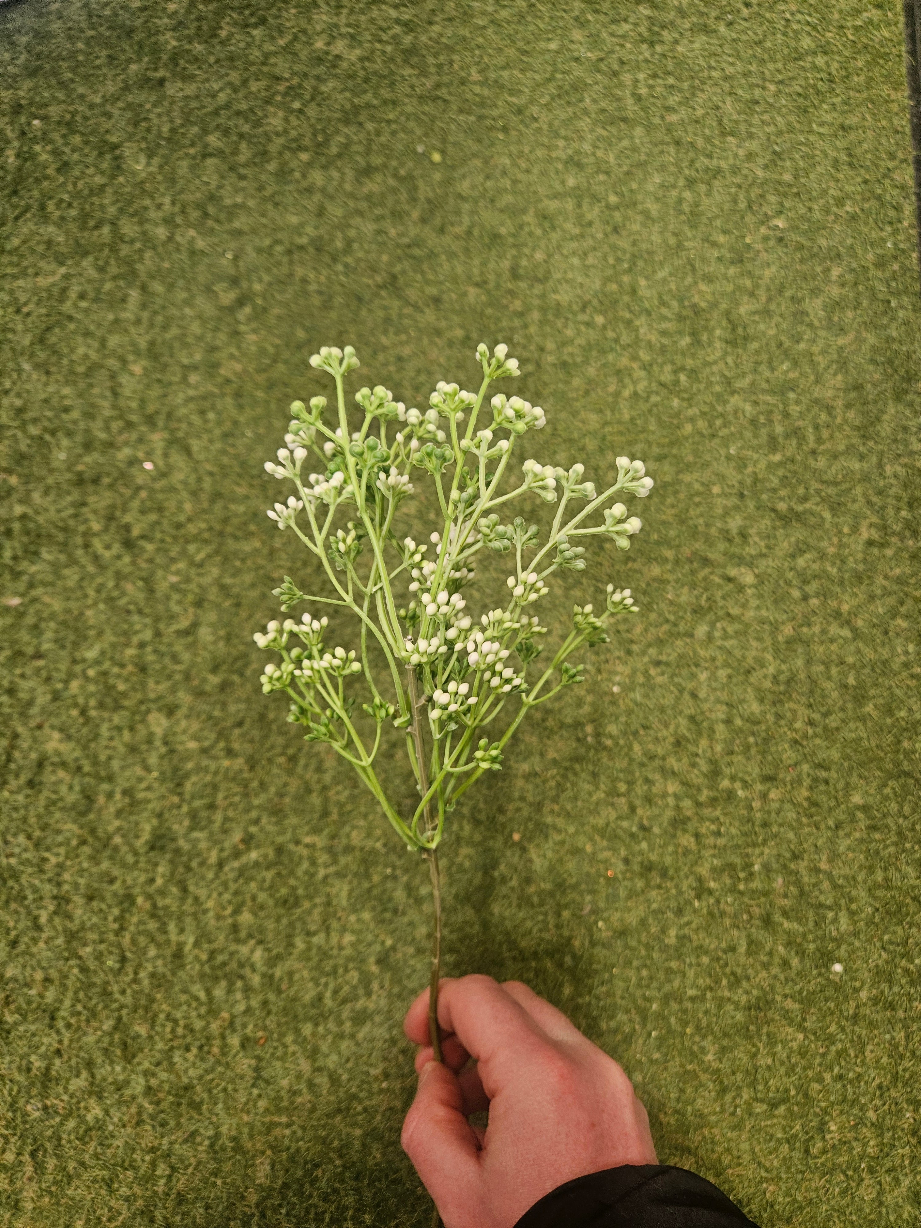 Berry Stem Bunch (10 Stems)